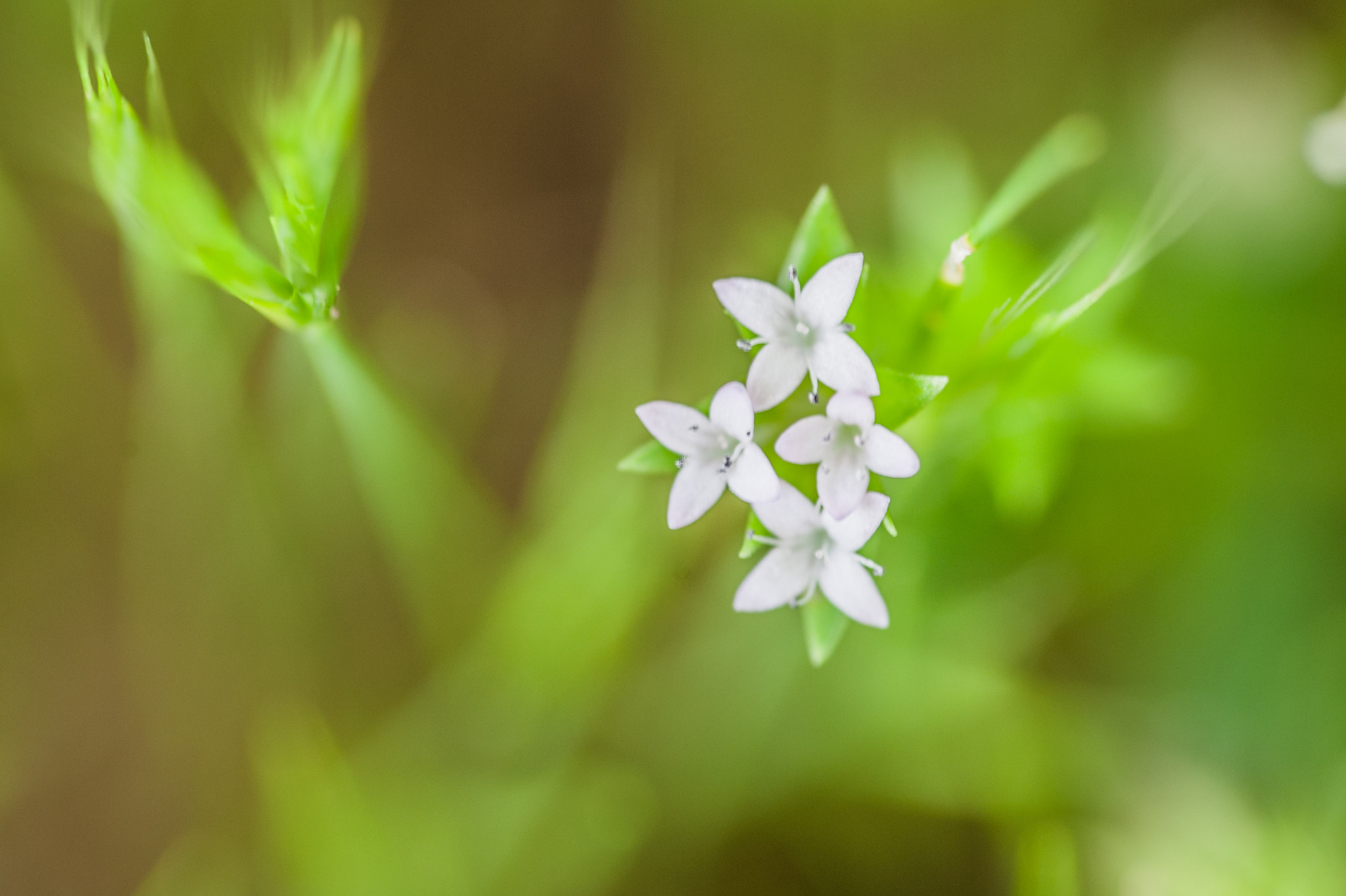 Sigma 105mm F2.8 EX DG OS HSM sample photo. Flower#2 photography