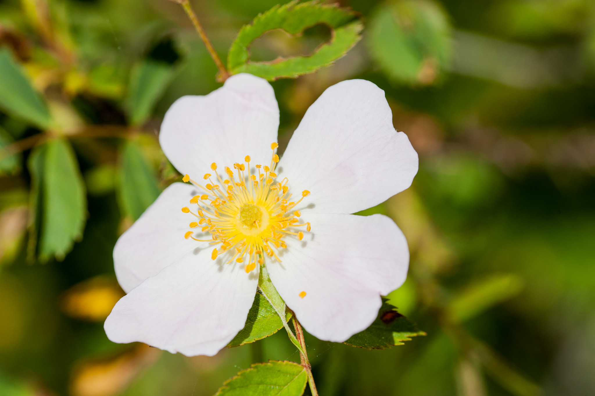 Sigma 105mm F2.8 EX DG OS HSM sample photo. Flower#3 photography