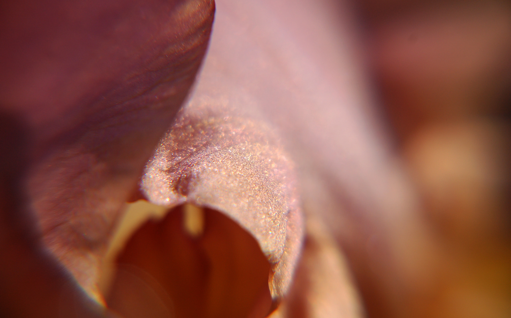 Nikon D50 sample photo. Glitter photography