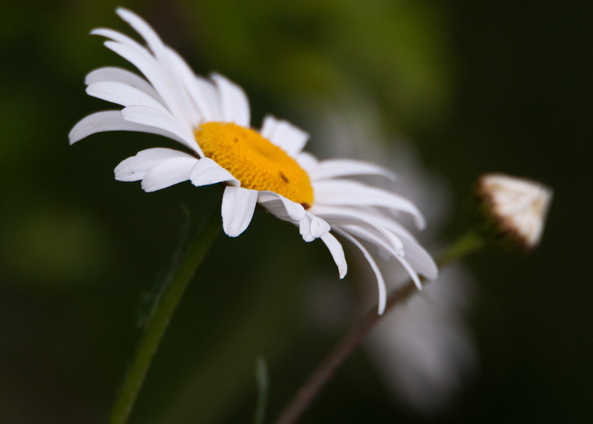 Nikon D300S sample photo. Daisy photography
