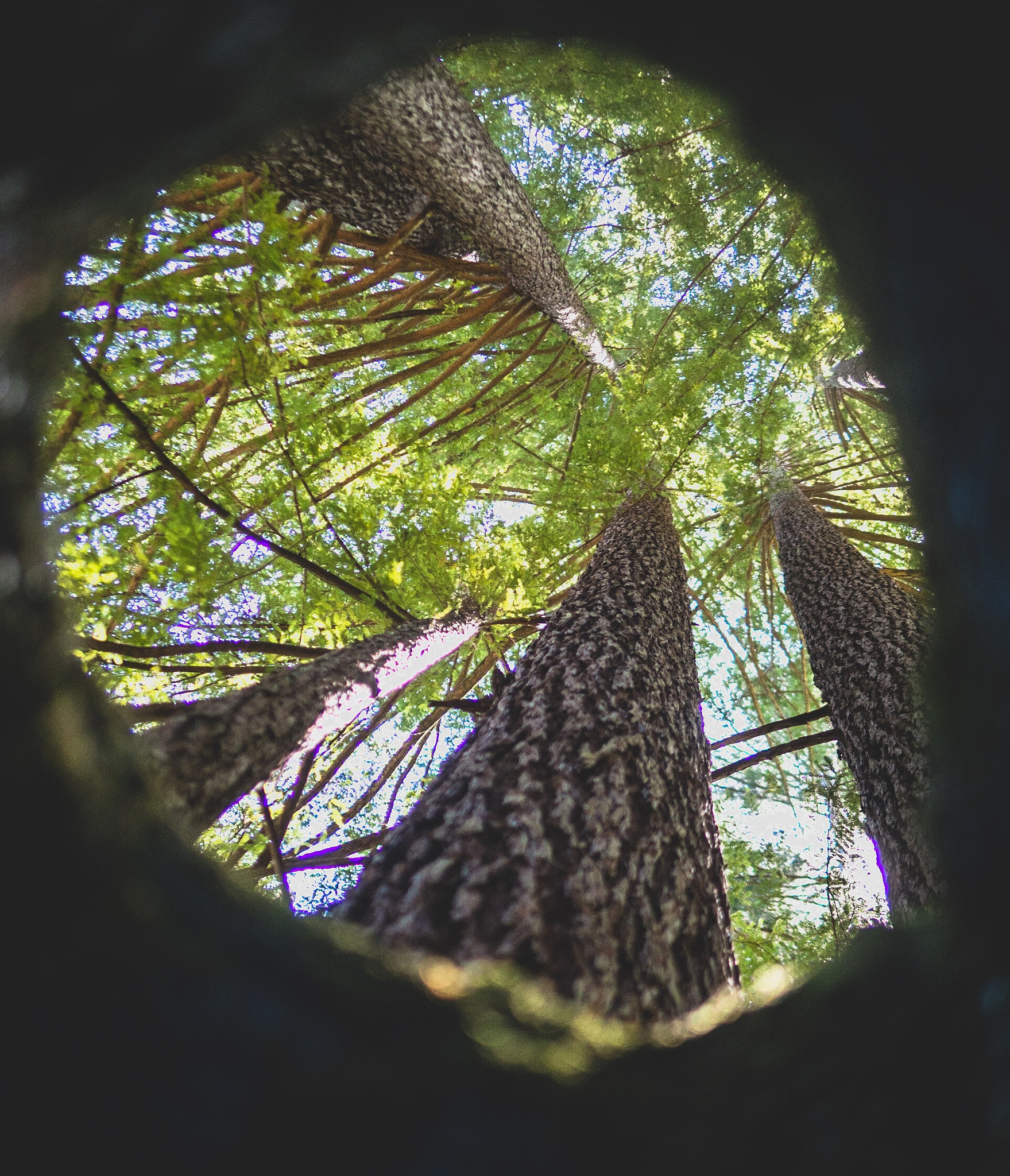 Olympus OM-D E-M10 + Panasonic Leica DG Summilux 25mm F1.4 II ASPH sample photo. Through the looking stump photography