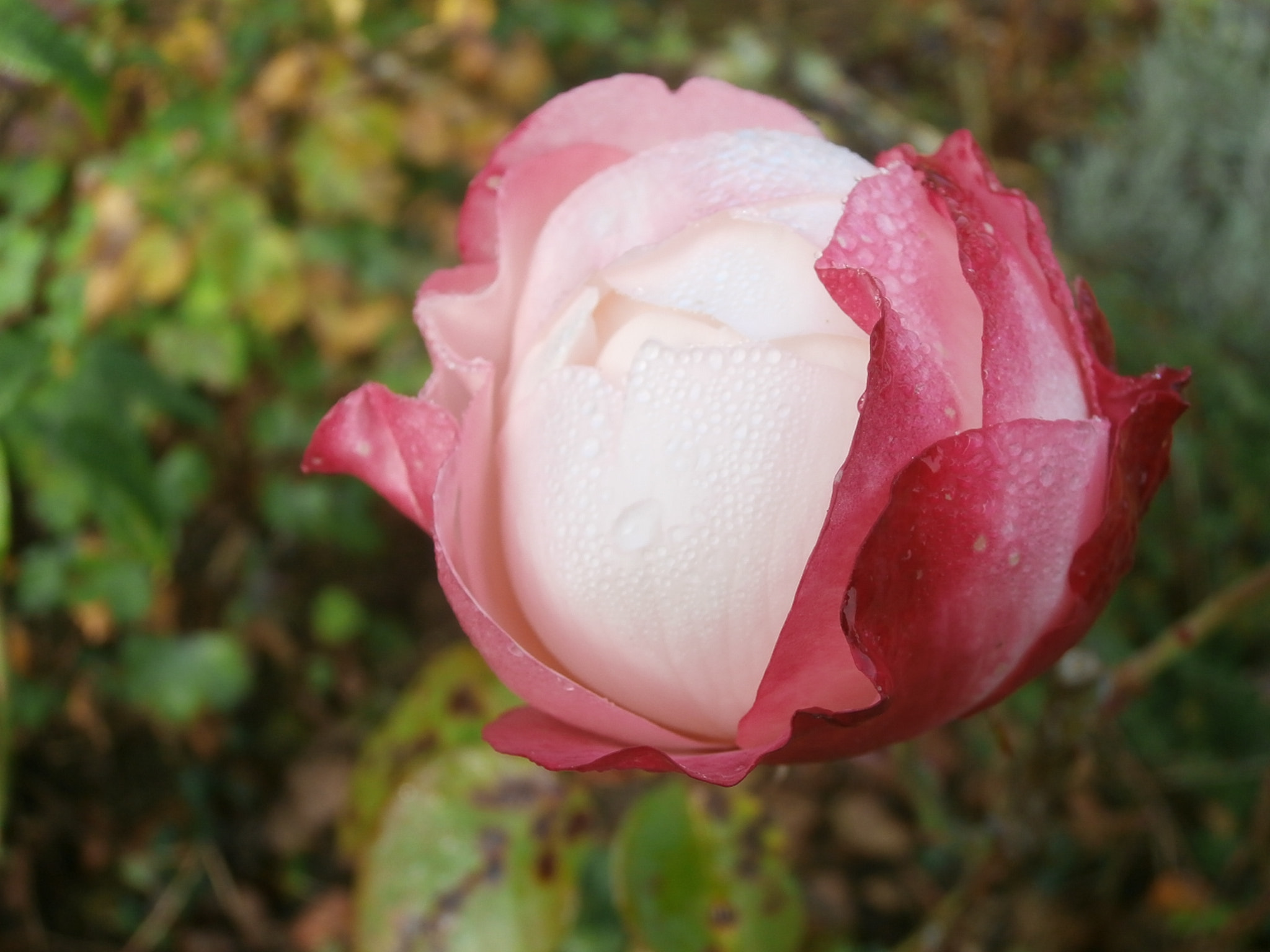 Olympus VR340,D750 sample photo. My second favorit rose. photography