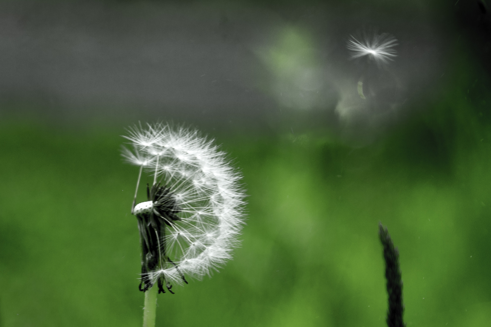 Canon EOS 7D + Canon EF 28-105mm f/3.5-4.5 USM sample photo. Dandelion seed photography