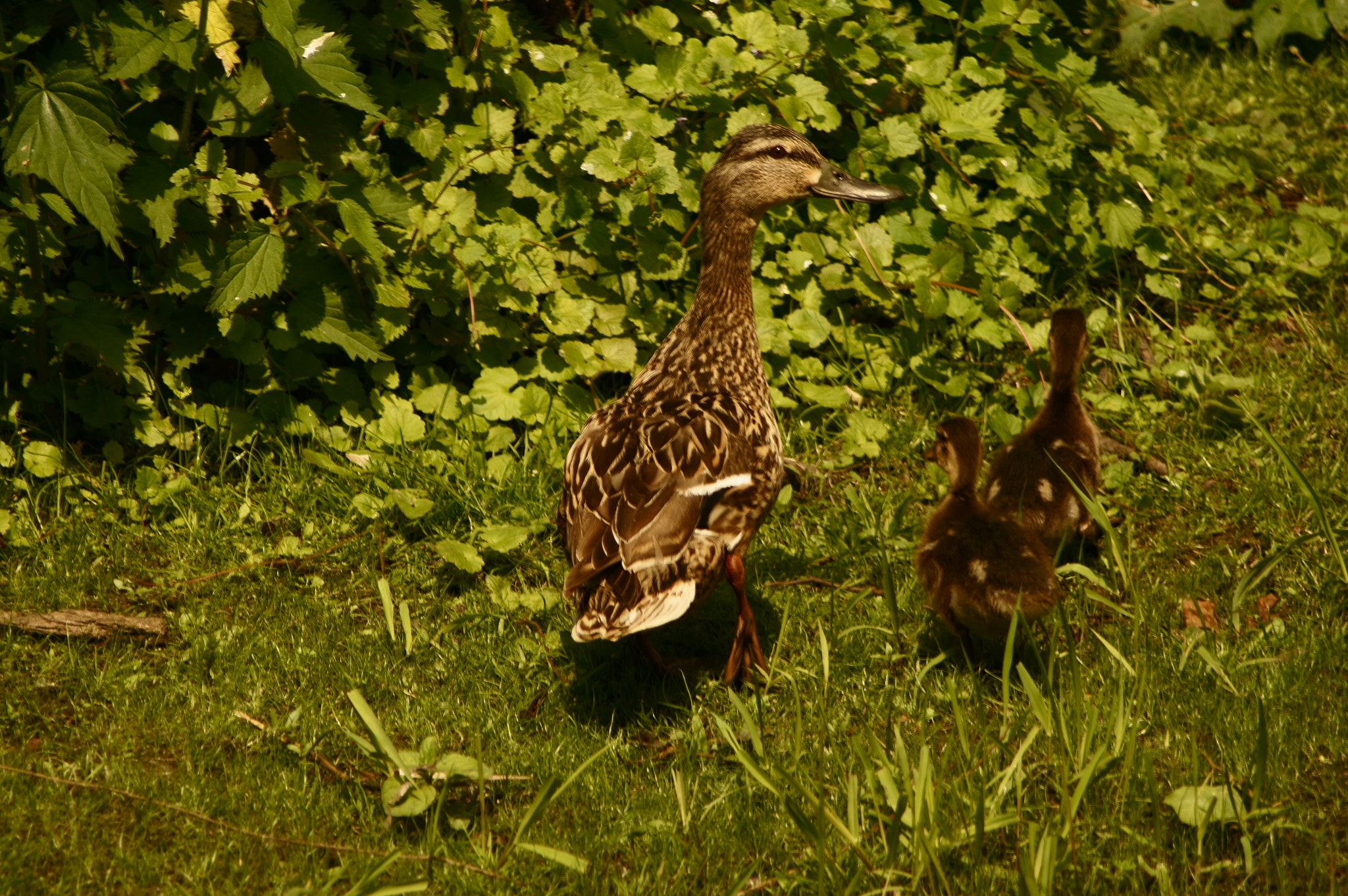 Tamron Lens (129) sample photo. Duck family photography
