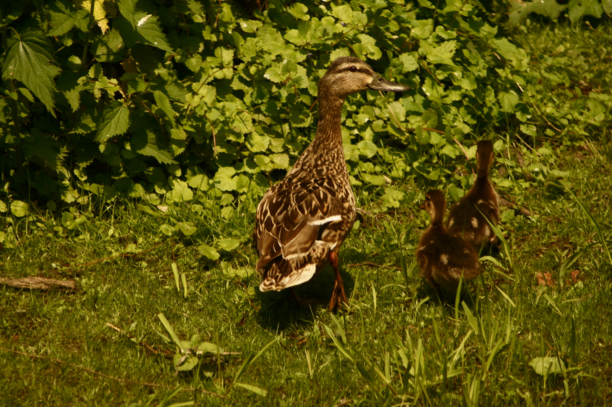 Sony SLT-A58 + Tamron Lens (129) sample photo. Duck family photography