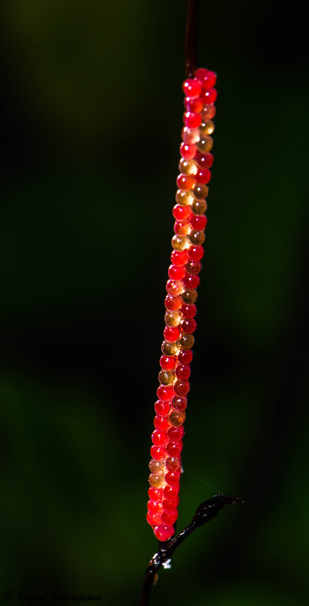 Nikon AF-S DX Micro-Nikkor 85mm F3.5G ED VR sample photo. Red bug eggs photography