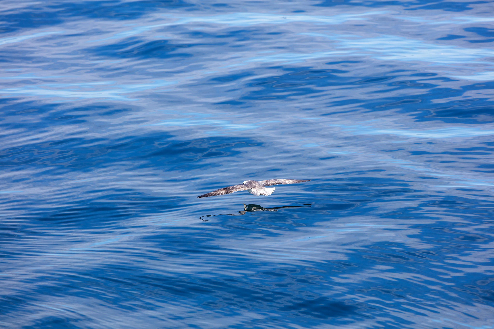 Canon EF 300mm F2.8L IS II USM sample photo. Gleitflug photography