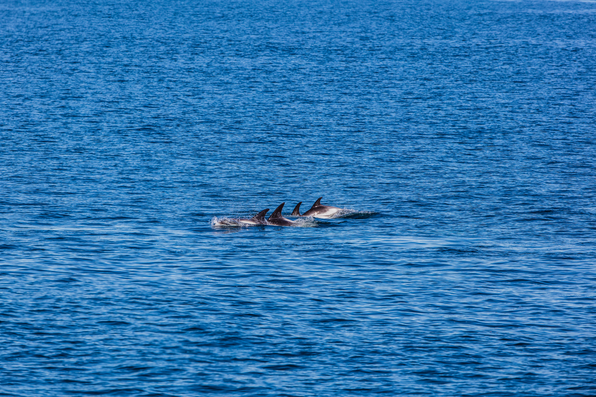 Canon EF 300mm F2.8L IS II USM sample photo. Formation photography