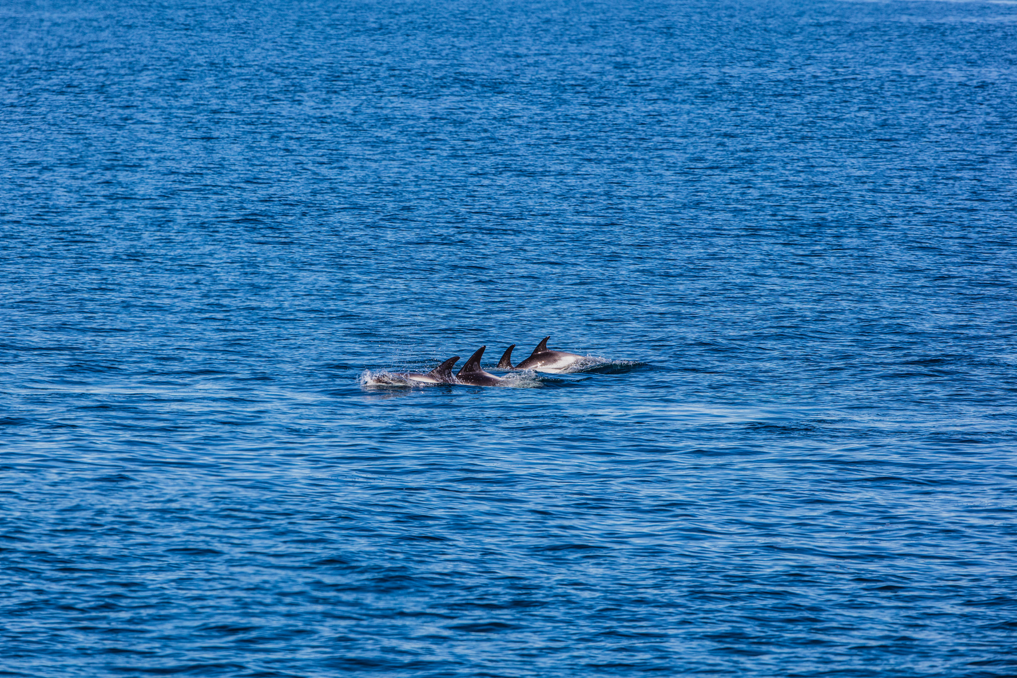 Canon EOS 5DS R + Canon EF 300mm F2.8L IS II USM sample photo. Formation photography