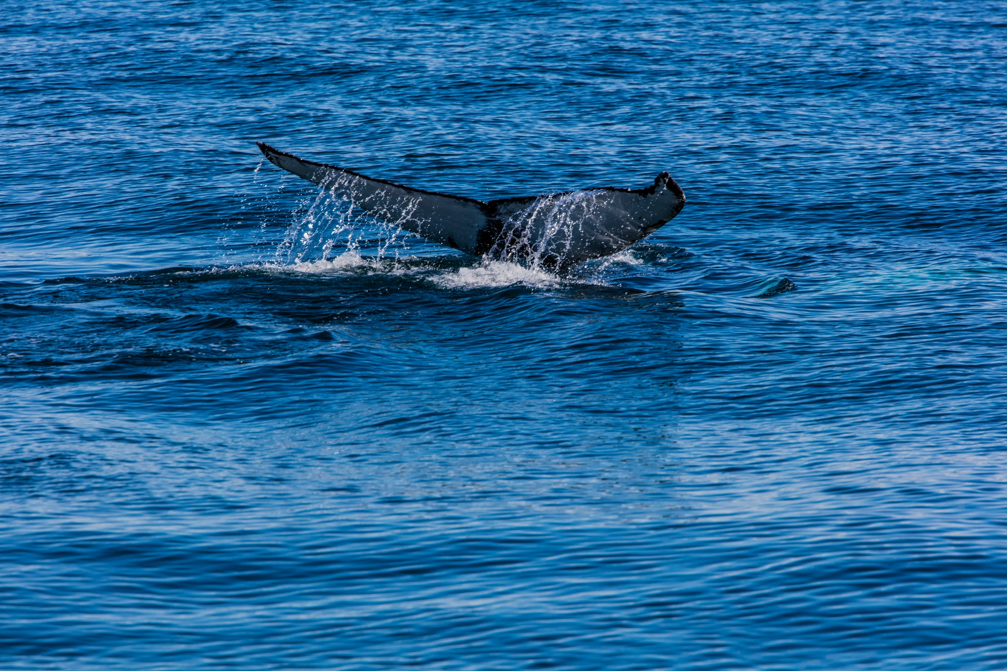 Canon EF 300mm F2.8L IS II USM sample photo. Wal photography