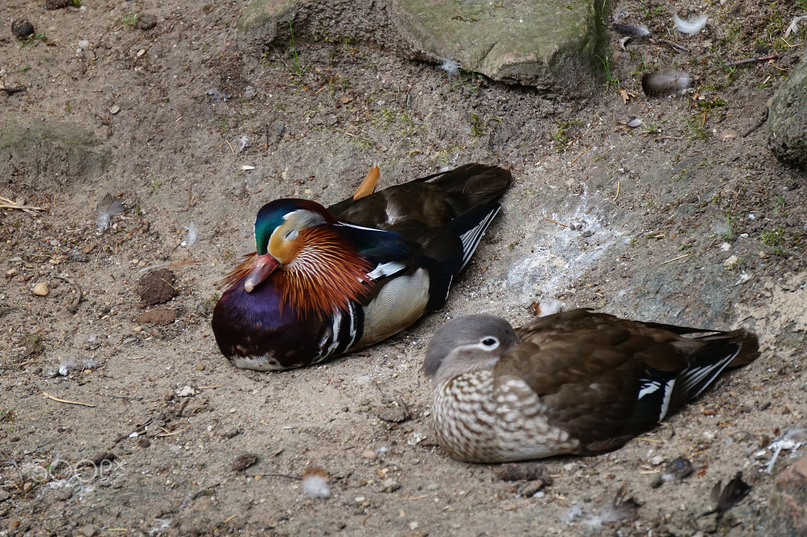 Sony E 55-210mm F4.5-6.3 OSS sample photo. Mandarin ducks photography