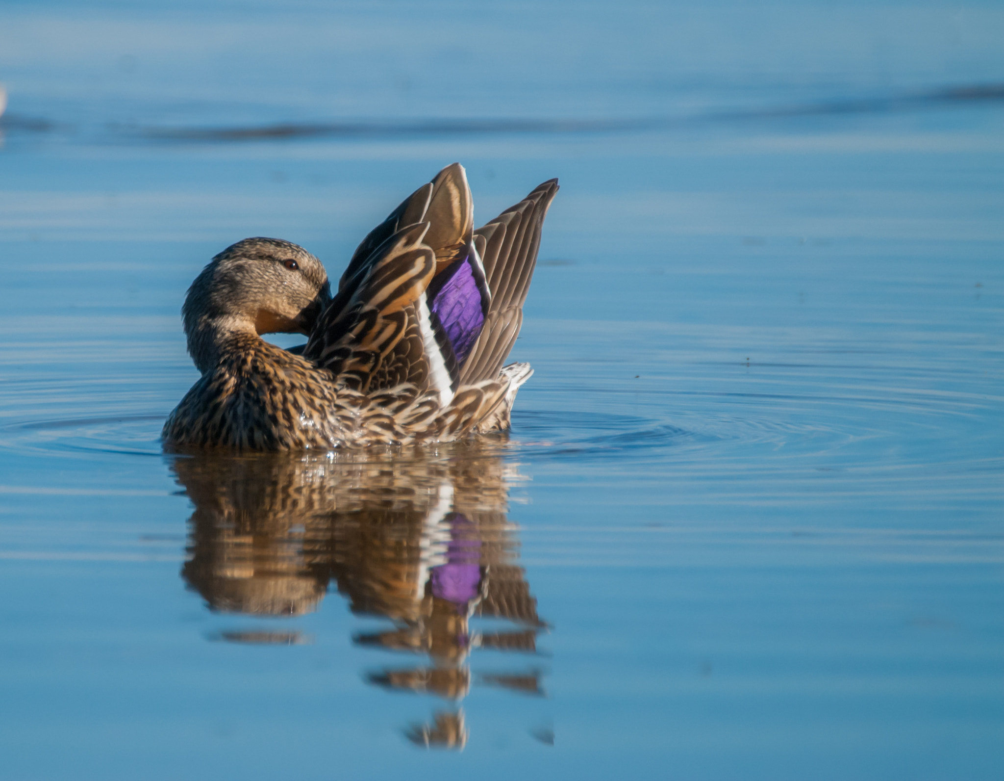 Nikon D80 + Sigma APO 170-500mm F5-6.3 Aspherical RF sample photo. Mallard - purple reflection ripple photography