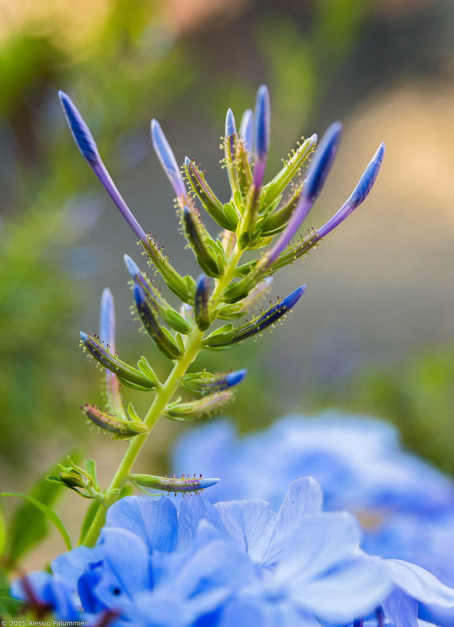 Sigma 17-70mm F2.8-4.5 DC Macro Asp. IF sample photo. Rebirth photography