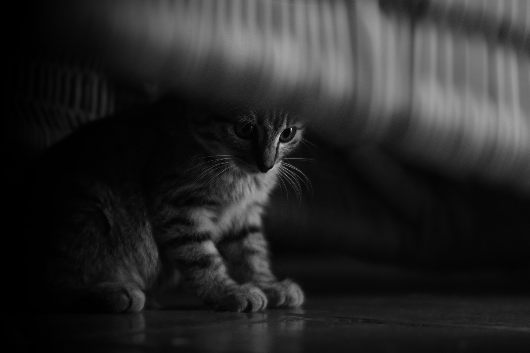 Nikon D7100 + Manual Lens No CPU sample photo. Kitten photography