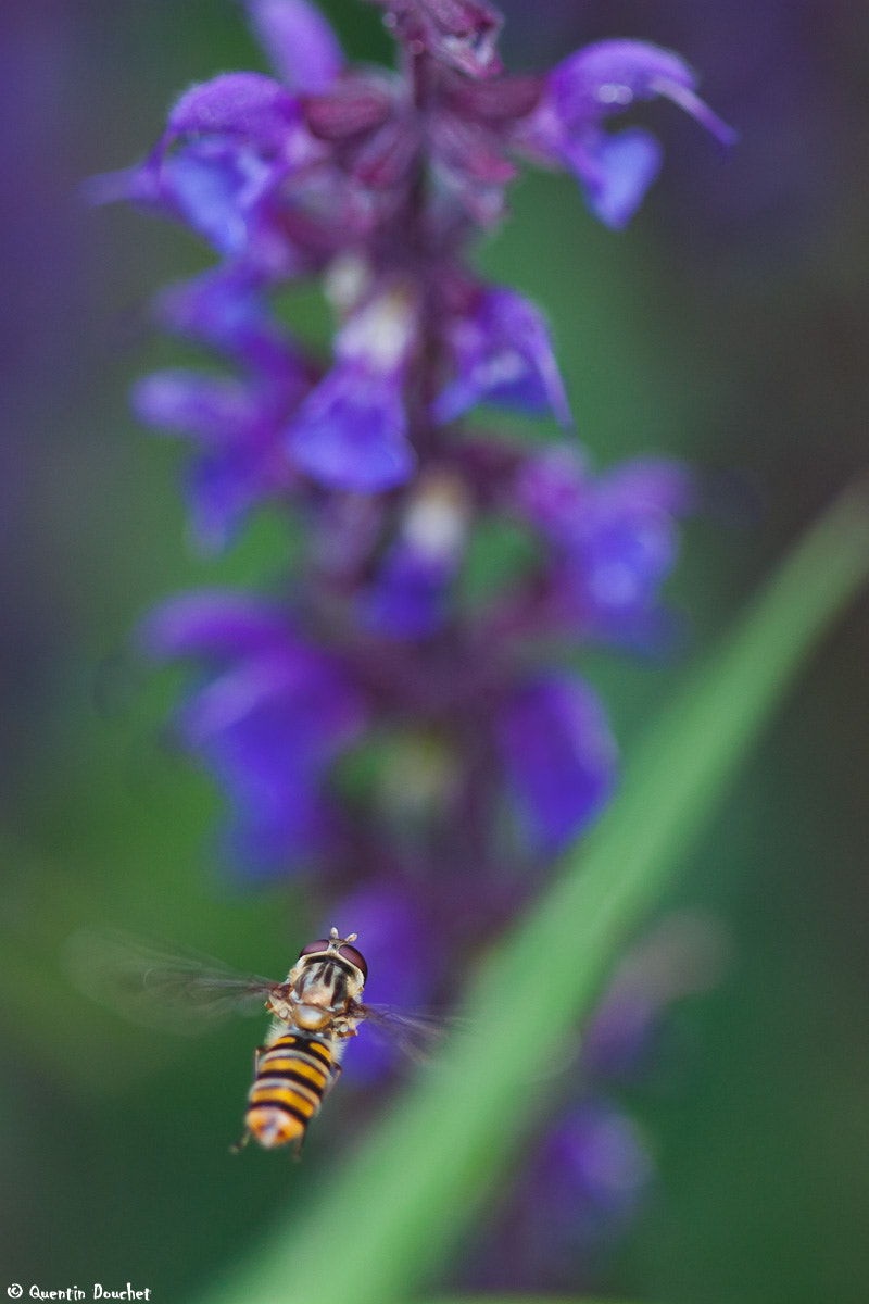 Canon EF 100mm F2.8 Macro USM sample photo. La syrphe et la fleur photography