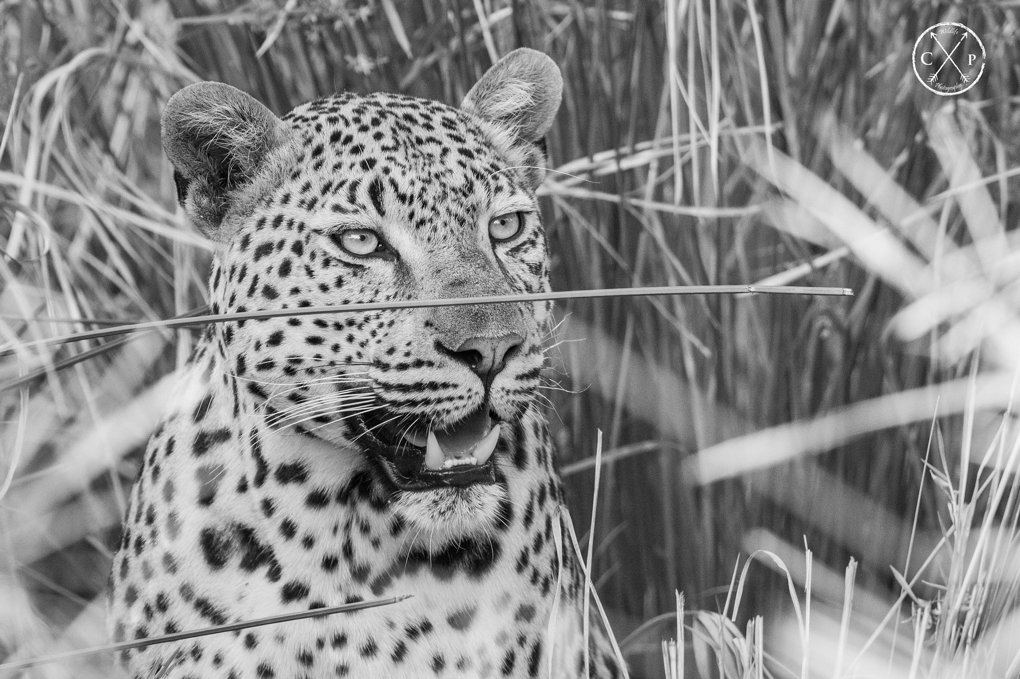 Nikon D7100 + Nikon AF-S Nikkor 400mm F2.8G ED VR II sample photo. Flat rock male leopard - kruger national park - south africa photography