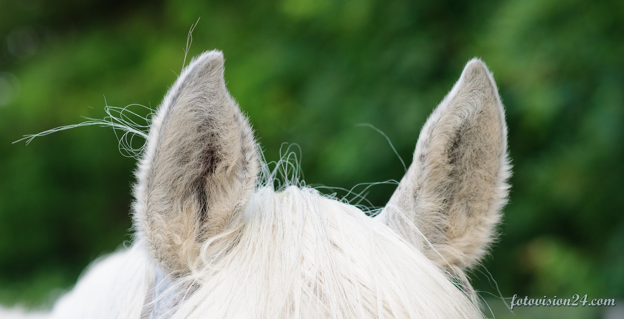 Nikon D300S + Nikon AF-S Nikkor 85mm F1.8G sample photo. Ears photography