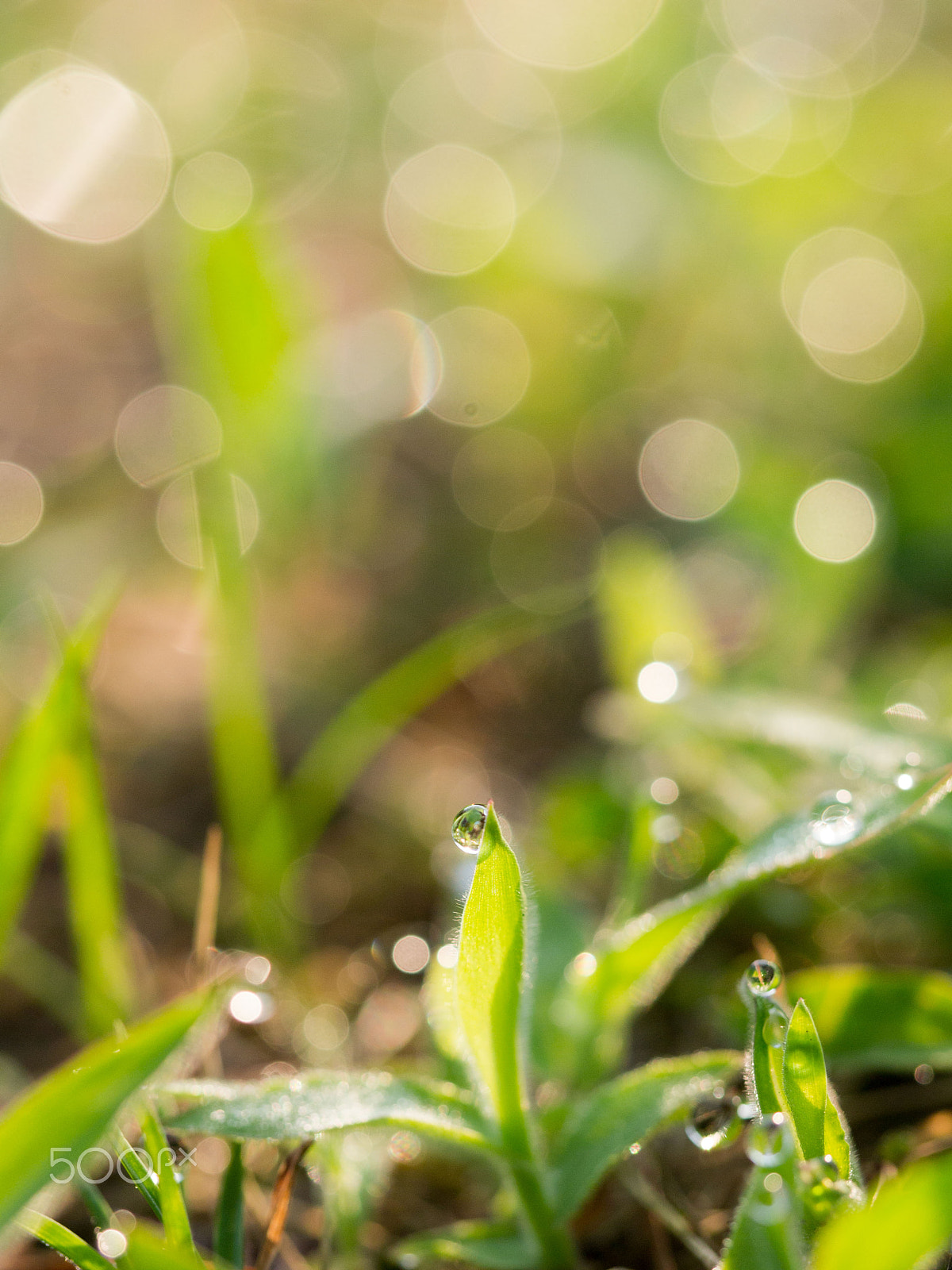 Olympus PEN E-PM1 sample photo. Water drops photography