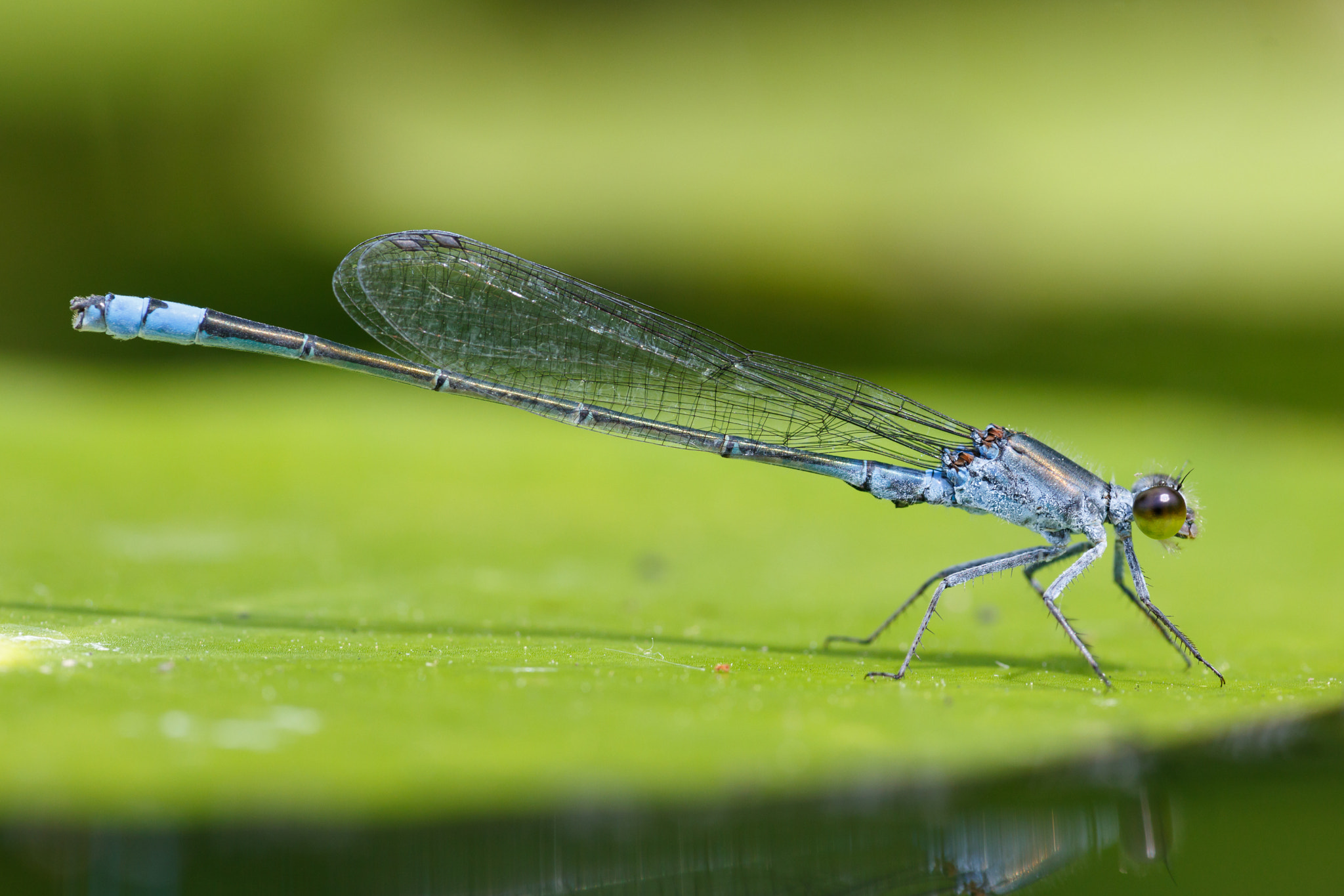 Sigma APO Macro 180mm F2.8 EX DG OS HSM sample photo. Paracercion calamorum photography