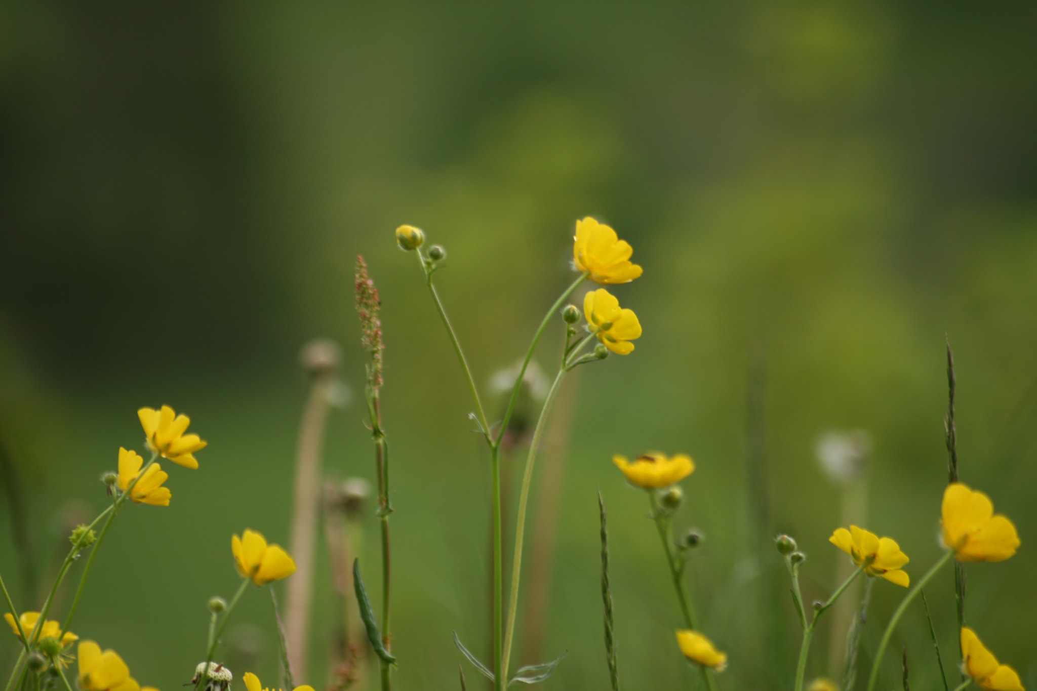 Sigma 55-200mm f/4-5.6 DC sample photo
