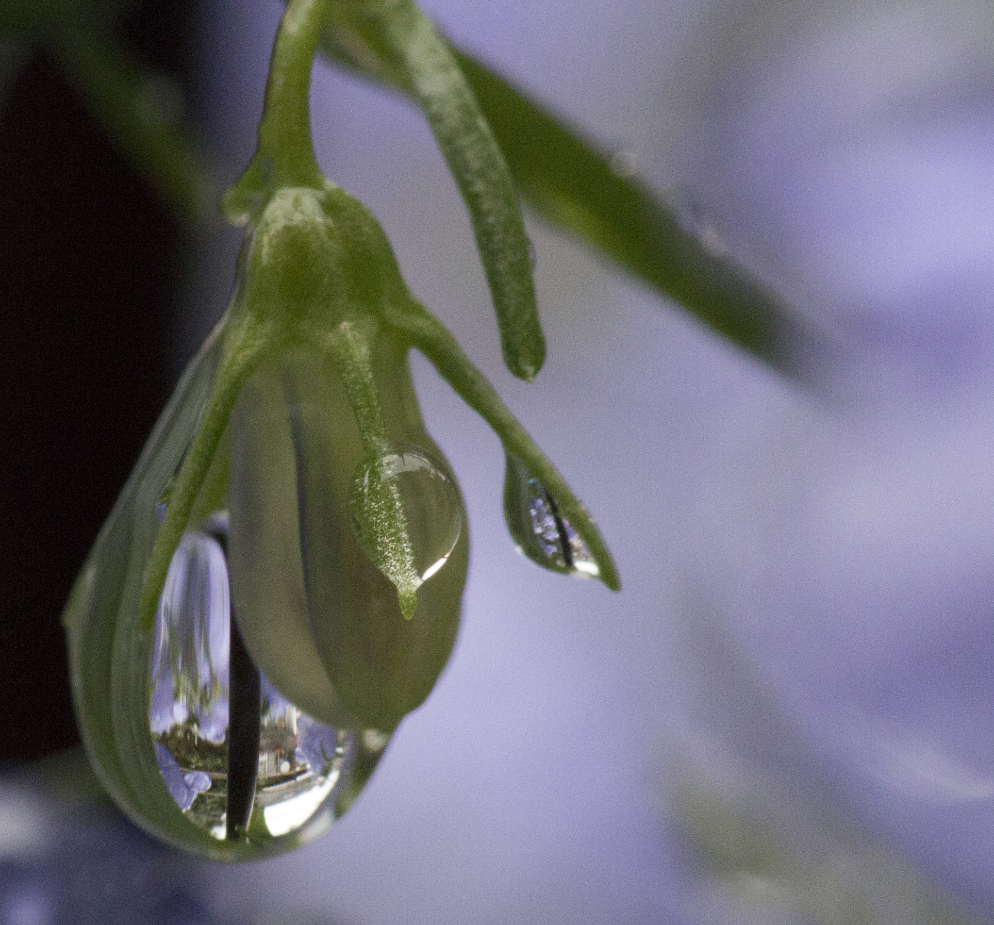 Canon EF 180mm F3.5L Macro USM sample photo. Waterdrop like a pearl photography