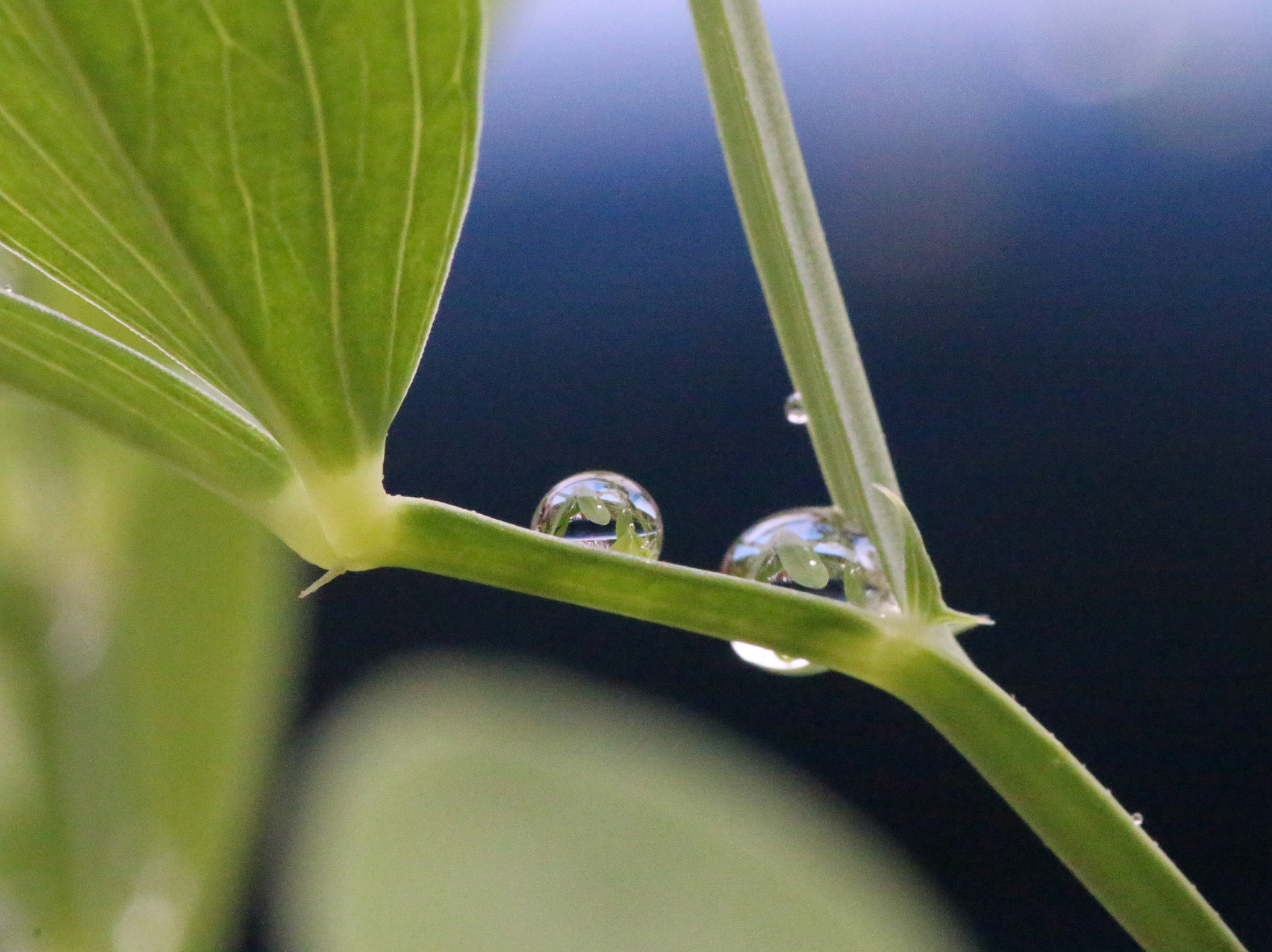 Canon EF 180mm F3.5L Macro USM sample photo. Water on lathyrus photography