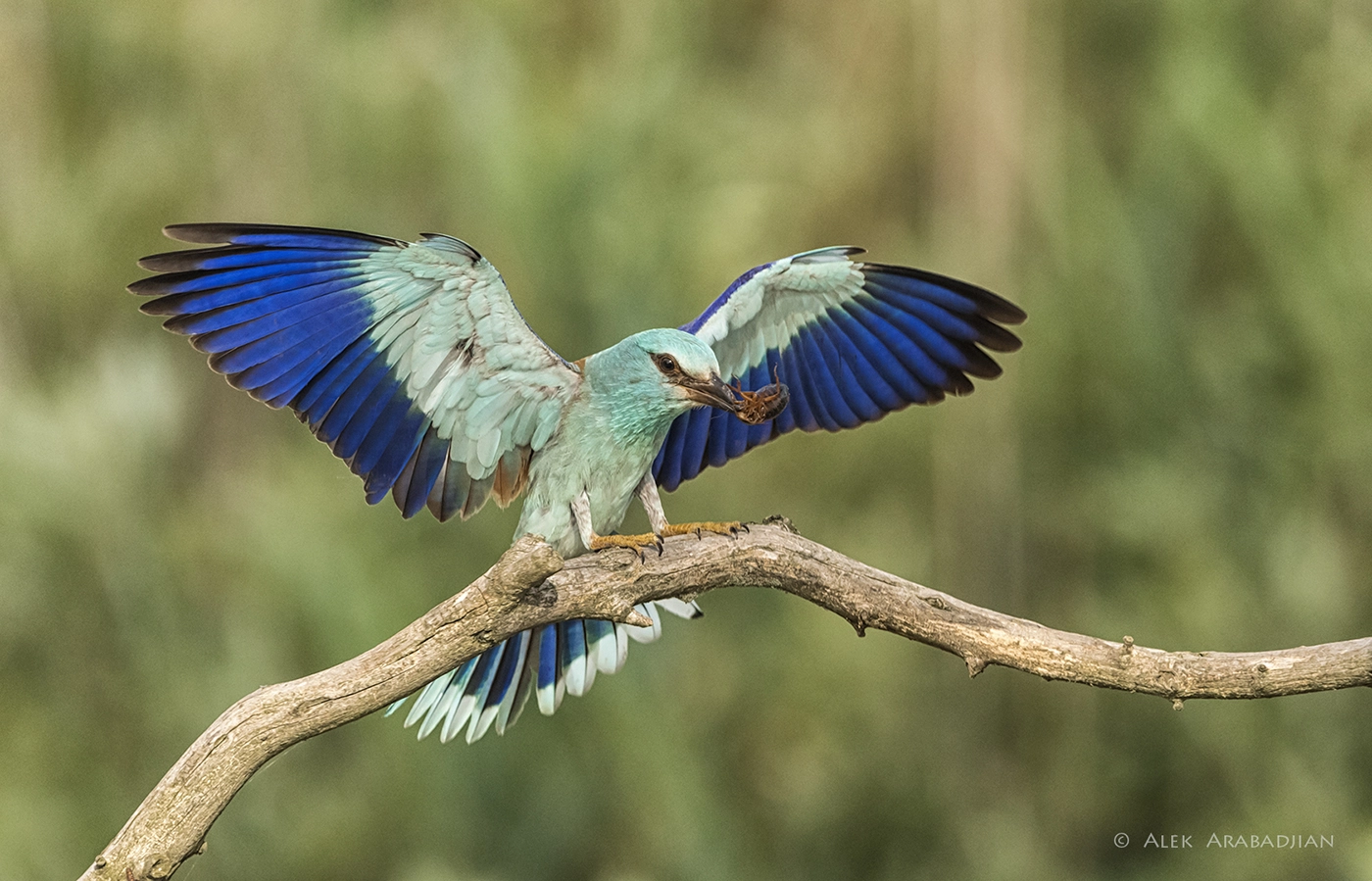Nikon AF-S Nikkor 400mm F2.8E FL ED VR sample photo. The european photography