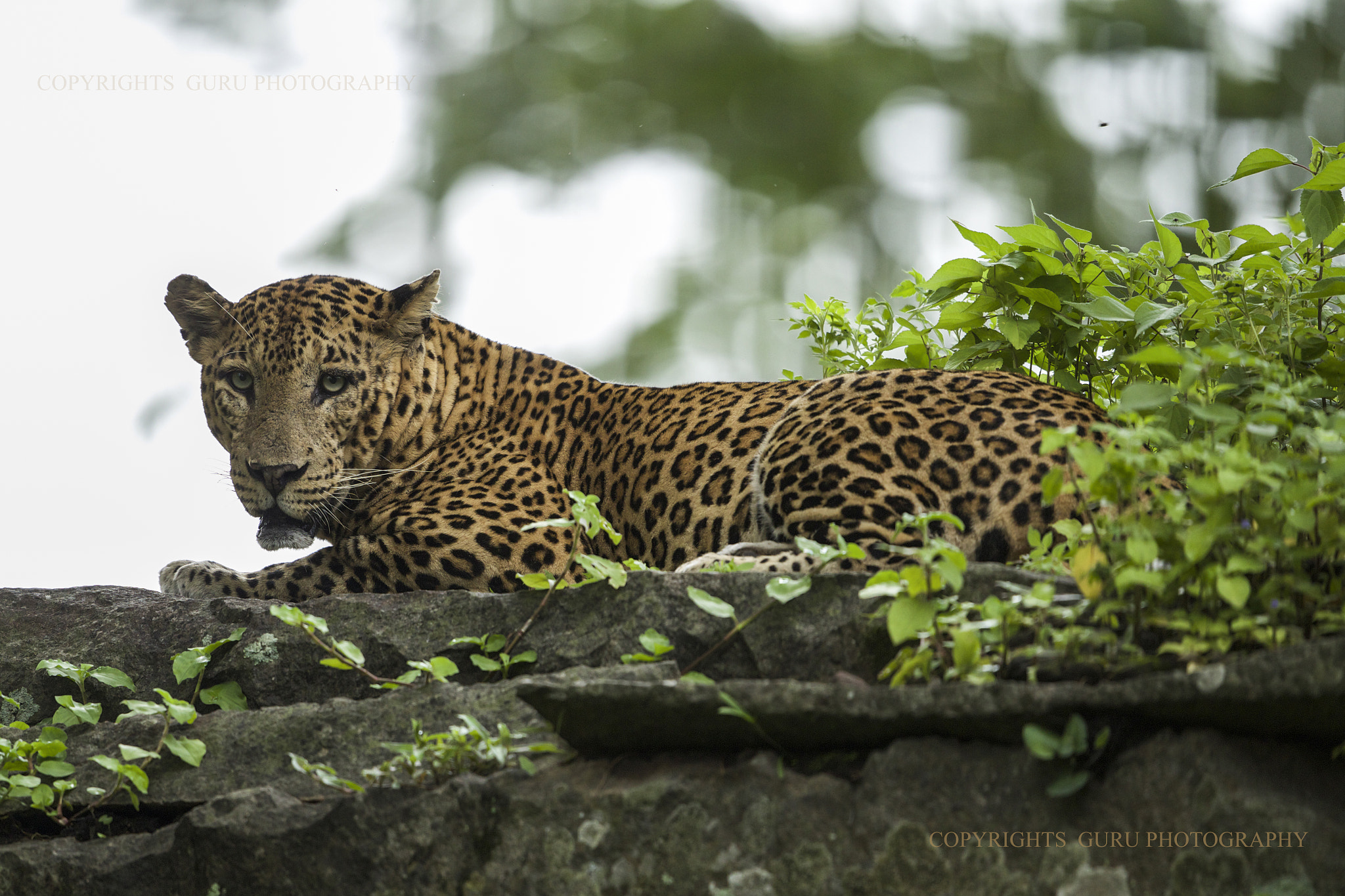 Canon EF 500mm F4L IS II USM sample photo. L photography