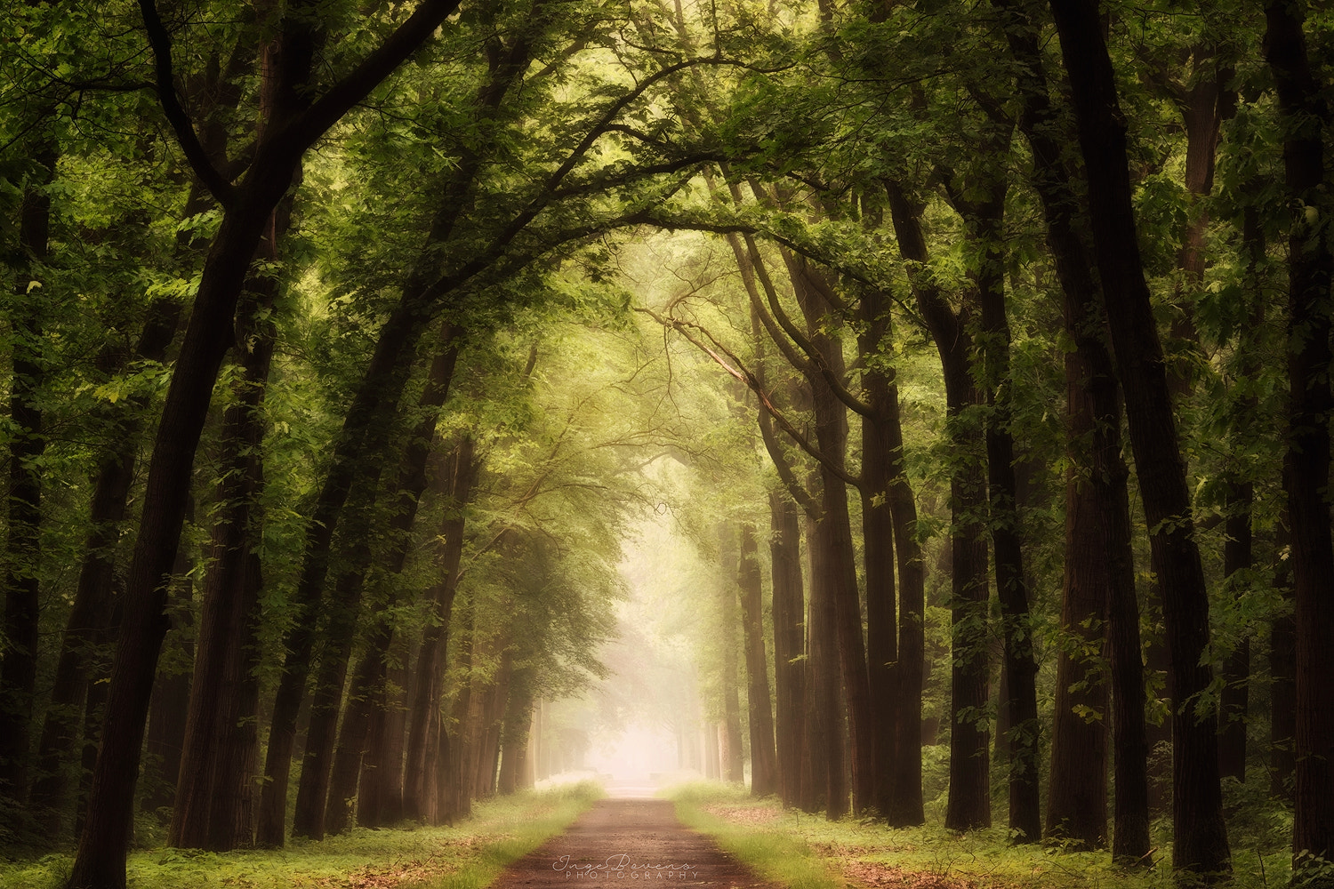 Nikon D3100 sample photo. The realm. photography