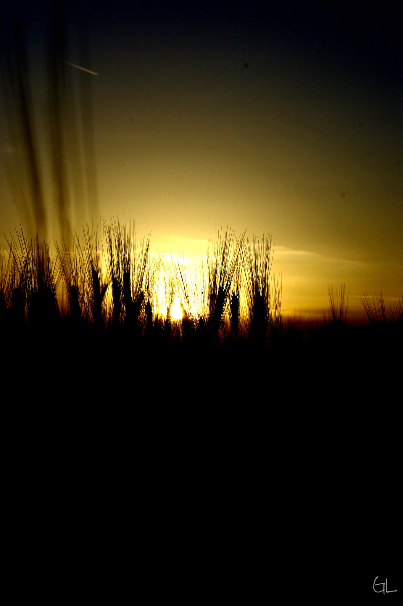 Pentax K-m (K2000) sample photo. Ears of corn in the sun photography