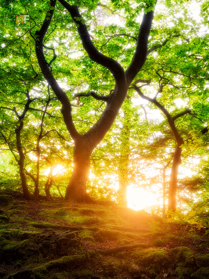 Nikon D810 + Nikon PC-E Nikkor 45mm F2.8D ED Tilt-Shift sample photo. Beech on the rocks photography