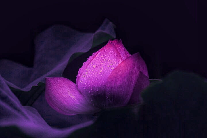 Canon EF 70-200mm F4L USM sample photo. Untitled photography