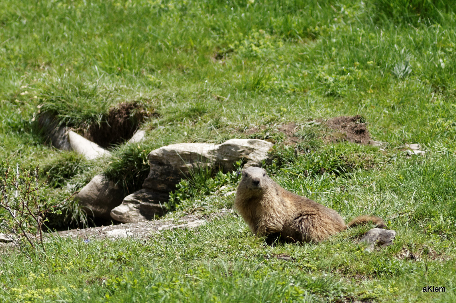 Canon EF 300mm F4L IS USM sample photo. 20160606_115302_4751.jpg photography