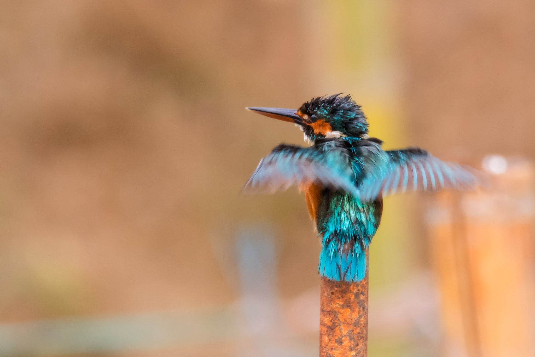 Nikon AF-S Nikkor 800mm F5.6E FL ED VR sample photo. Shake photography
