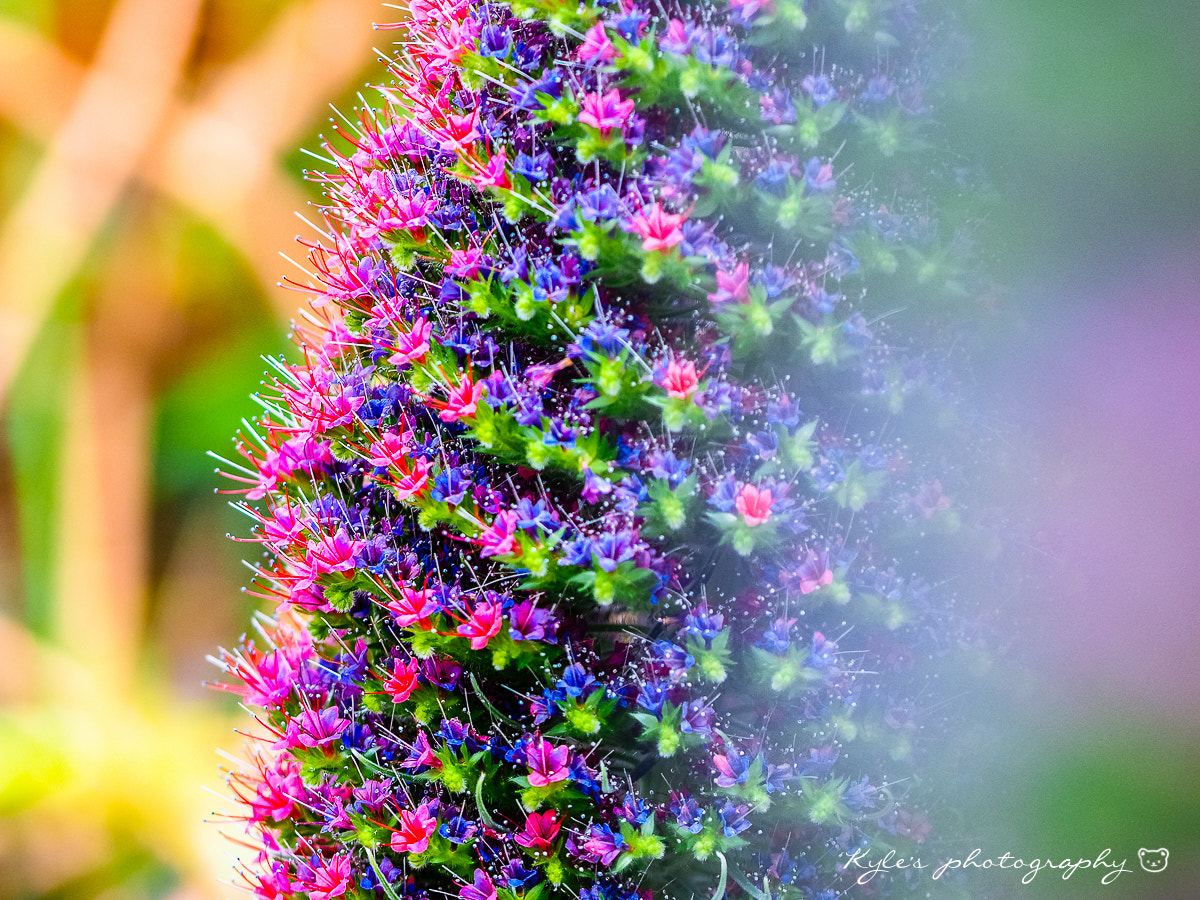 Olympus OM-D E-M1 + Sigma 150mm F2.8 EX DG Macro HSM sample photo. 花之都公園 photography