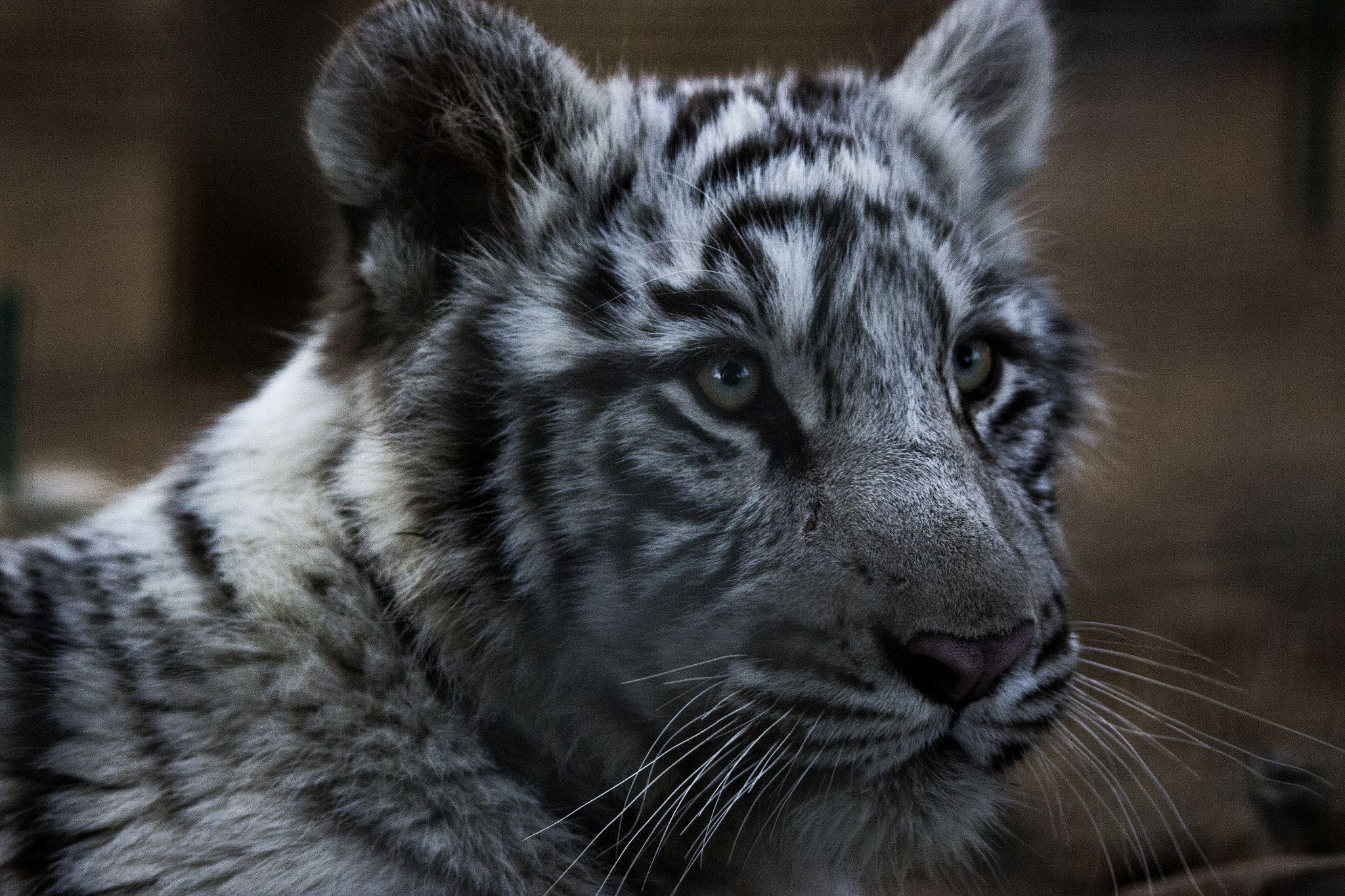 Sigma 70-300mm F4-5.6 APO DG Macro sample photo. White tiger photography