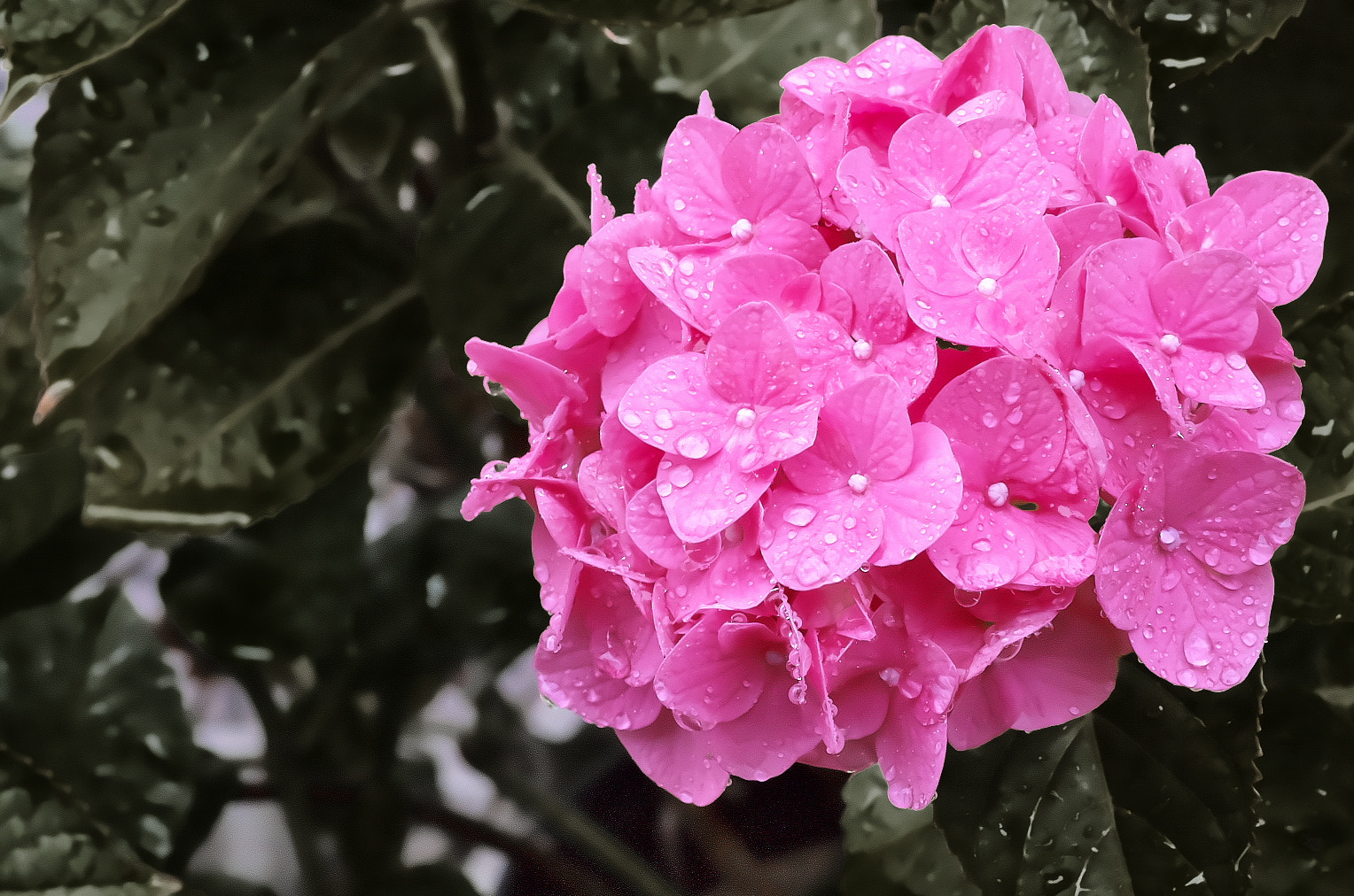 Pentax K-50 + Pentax smc D-FA 100mm F2.8 Macro WR sample photo. Hydrangea photography