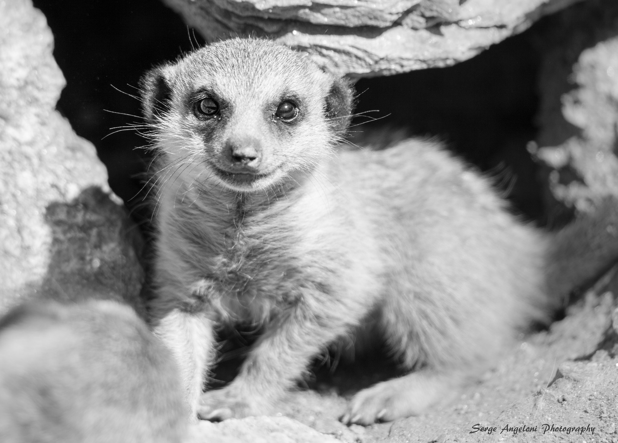 Canon EOS-1Ds Mark III + Tamron SP 150-600mm F5-6.3 Di VC USD sample photo. Suricate baby photography