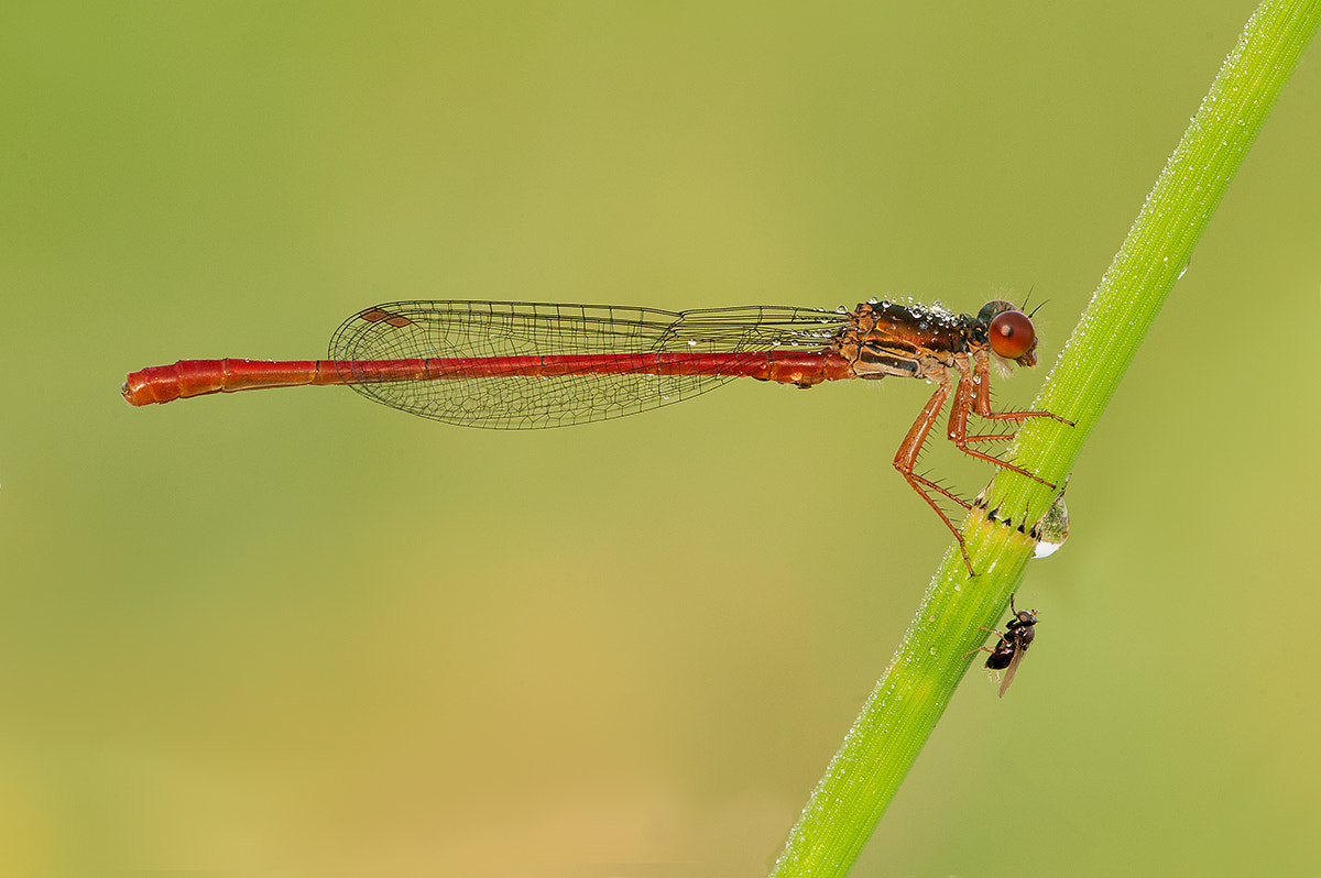 Nikon D700 + Nikon AF Micro-Nikkor 200mm F4D ED-IF sample photo. Red damselfly  and the fly photography