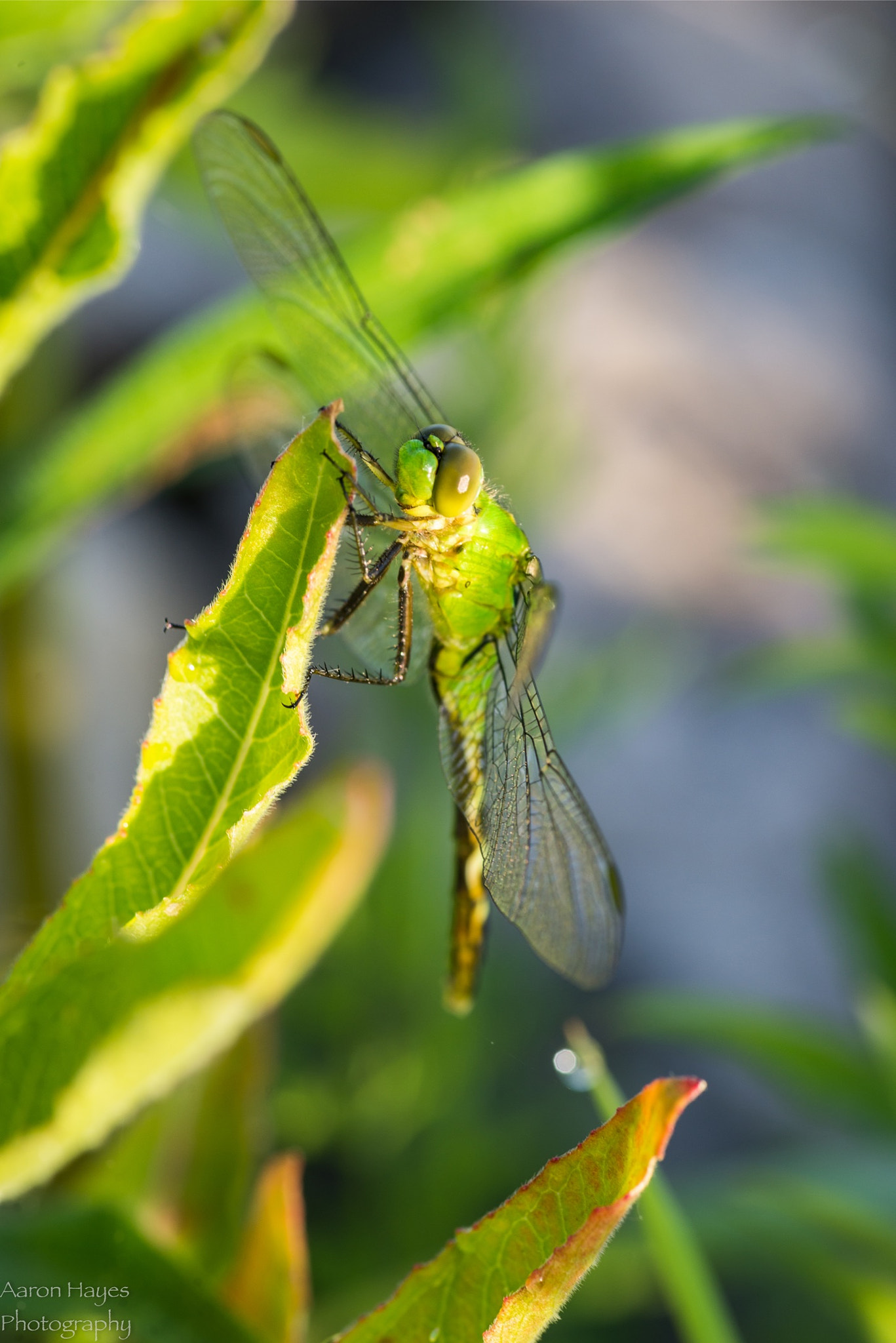 Tokina AT-X Pro 100mm F2.8 Macro sample photo. Dragon fly photography