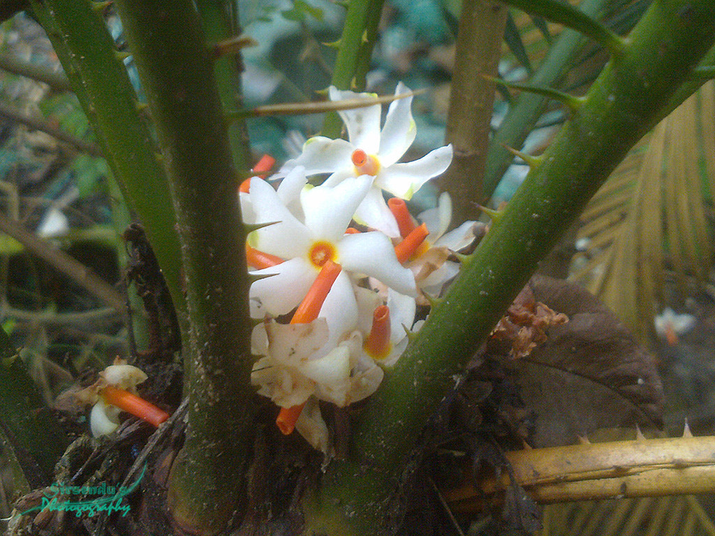 Shiuli Flower by Sirsendu Maiti Photo 15947873 / 500px