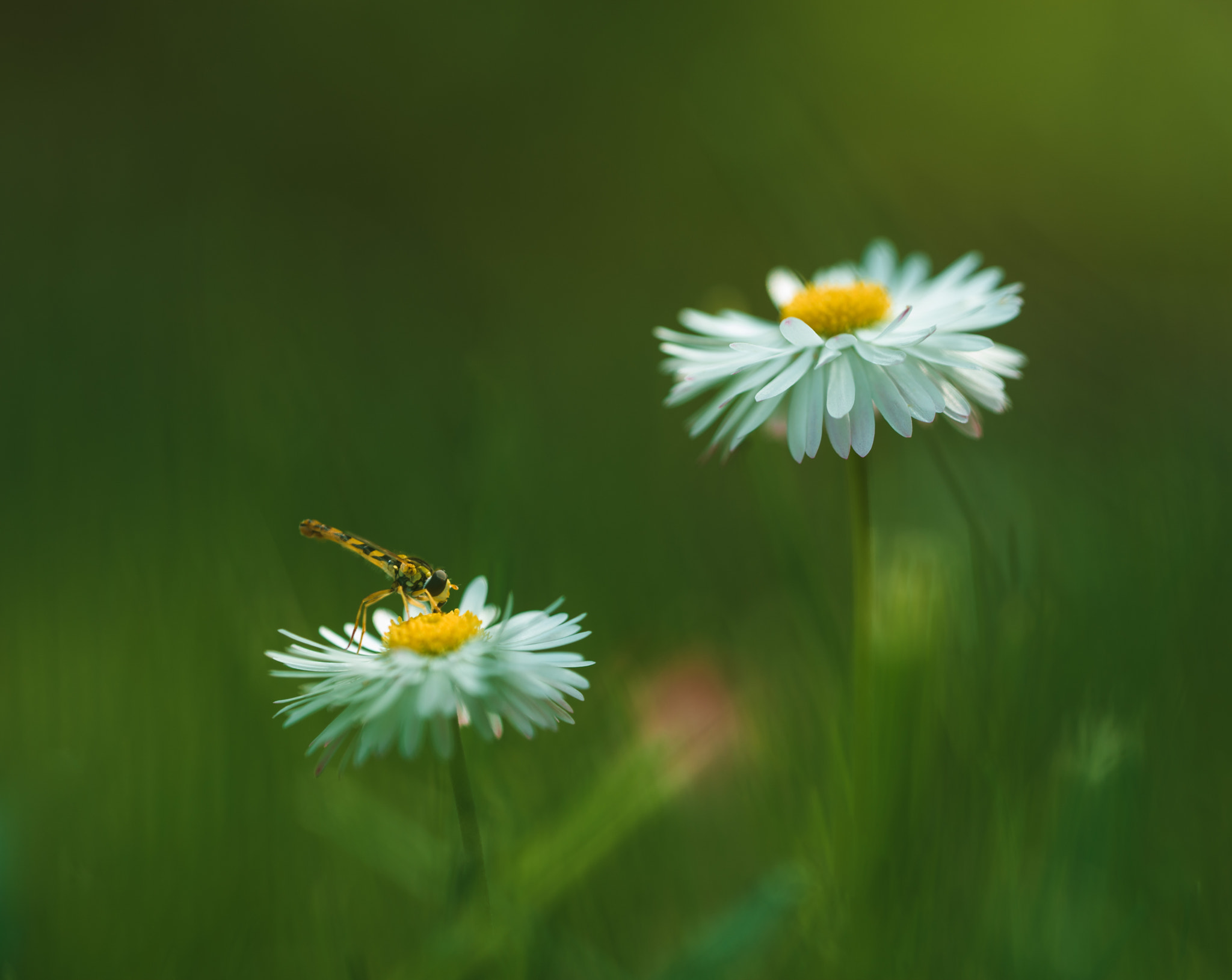 Sigma 150mm F2.8 EX DG OS Macro HSM sample photo. ***** photography