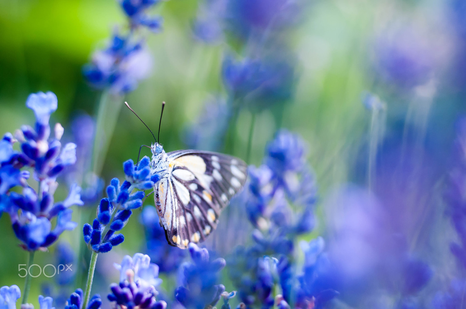 Nikon D300 + AF Micro-Nikkor 55mm f/2.8 sample photo. Good morning photography