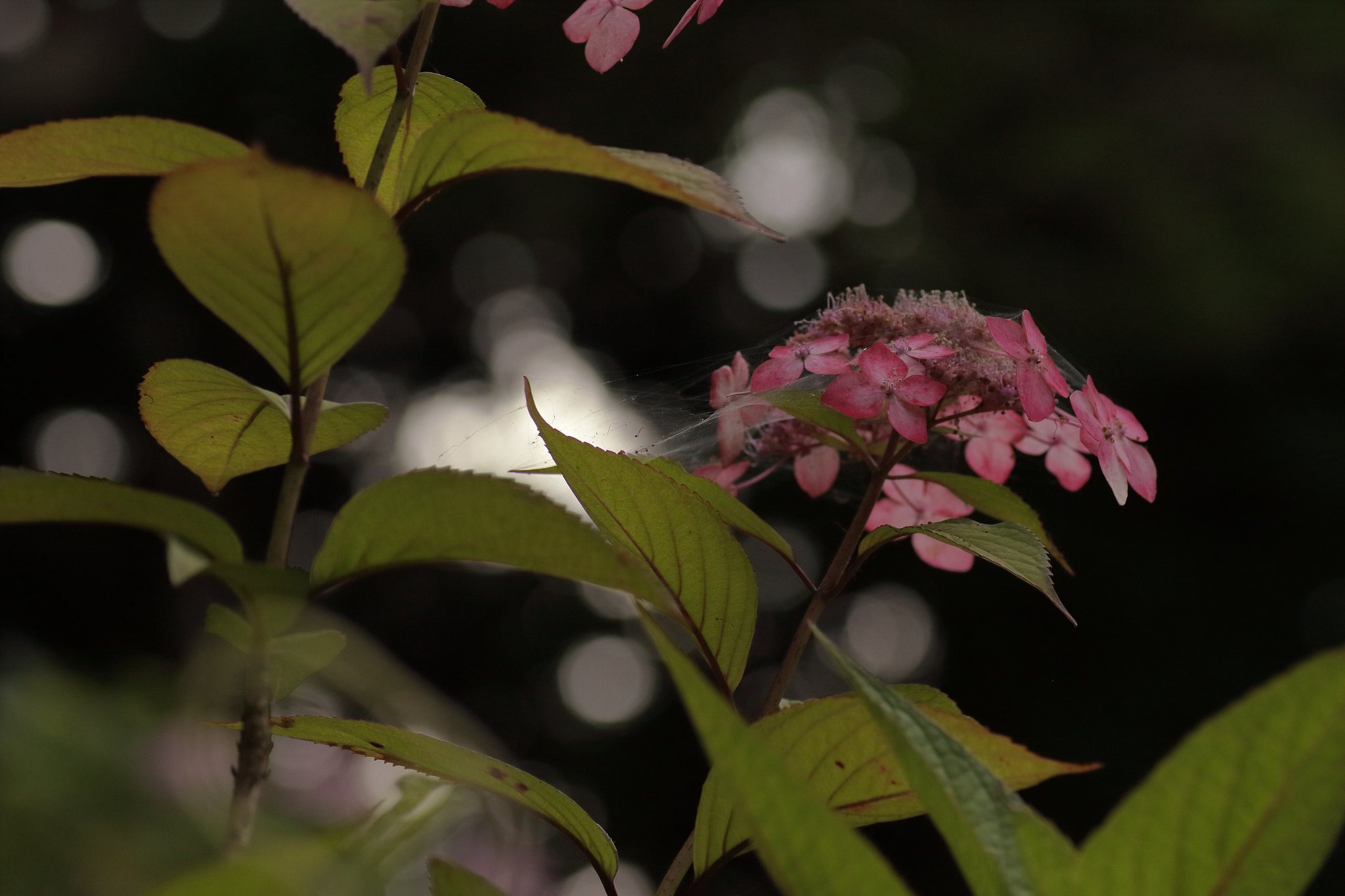 Canon EOS 7D Mark II + Tamron SP AF 90mm F2.8 Di Macro sample photo. ...アジサイ。 photography