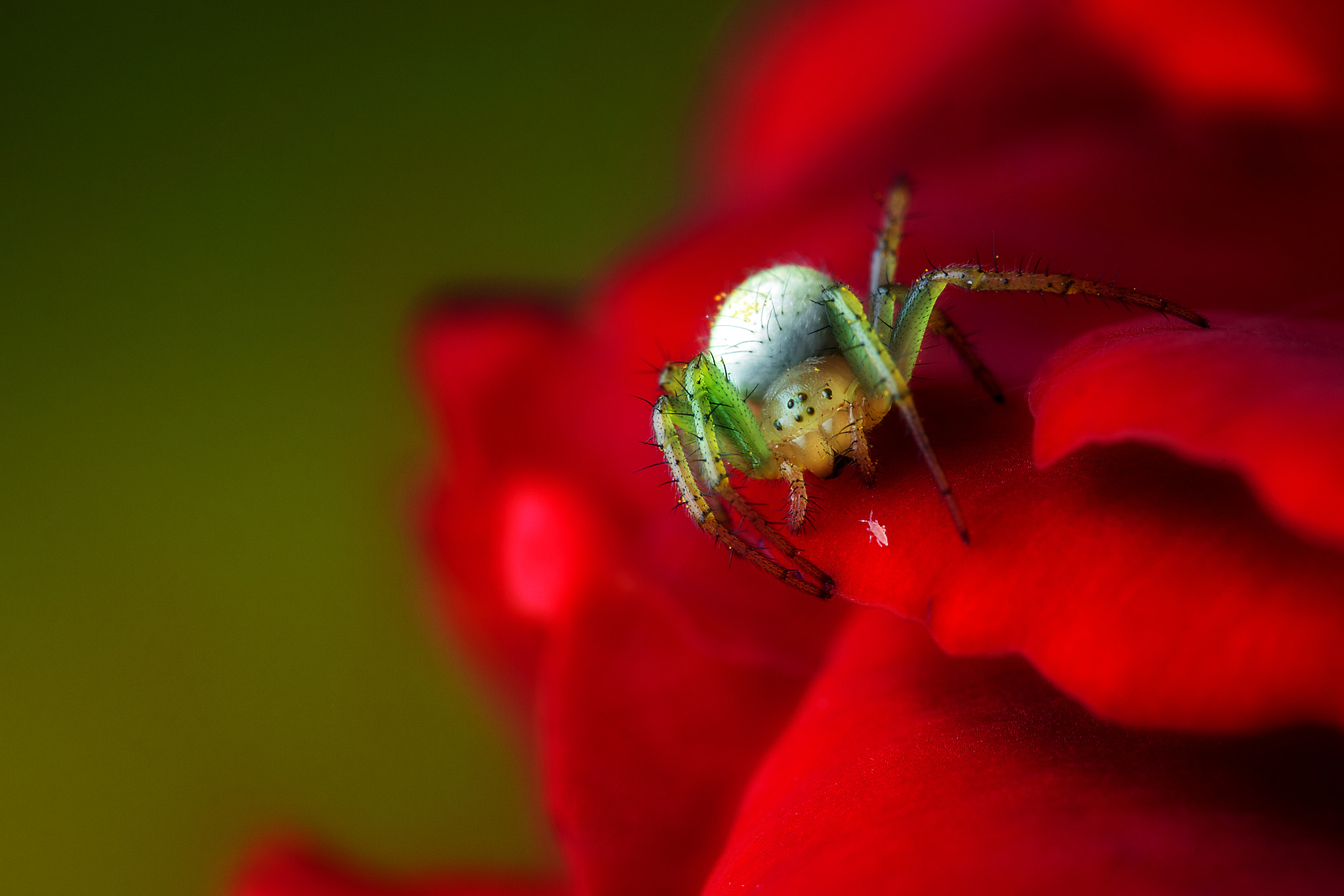 Tamron SP AF 180mm F3.5 Di LD (IF) Macro sample photo. Chilling out photography