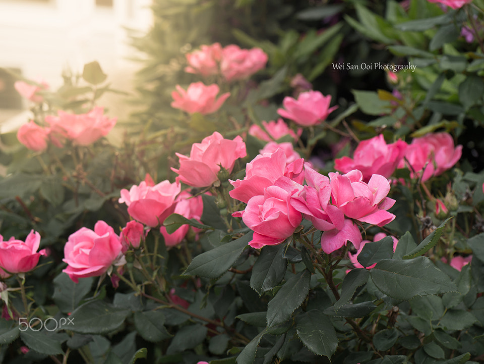 Panasonic Leica DG Macro-Elmarit 45mm F2.8 ASPH OIS sample photo. Rose garden photography