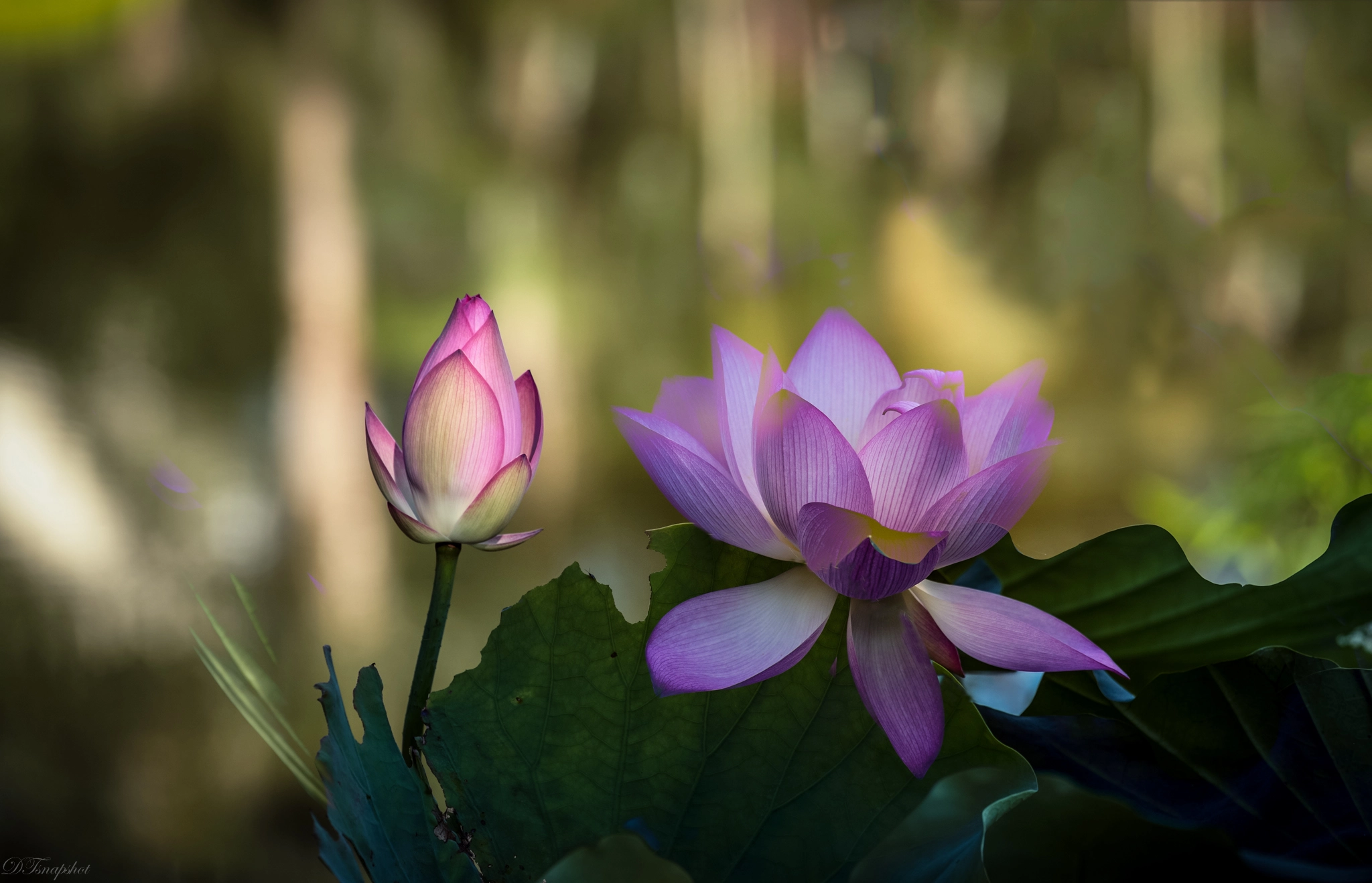 Canon EF 70-200mm F4L IS USM sample photo. Lotus dream photography