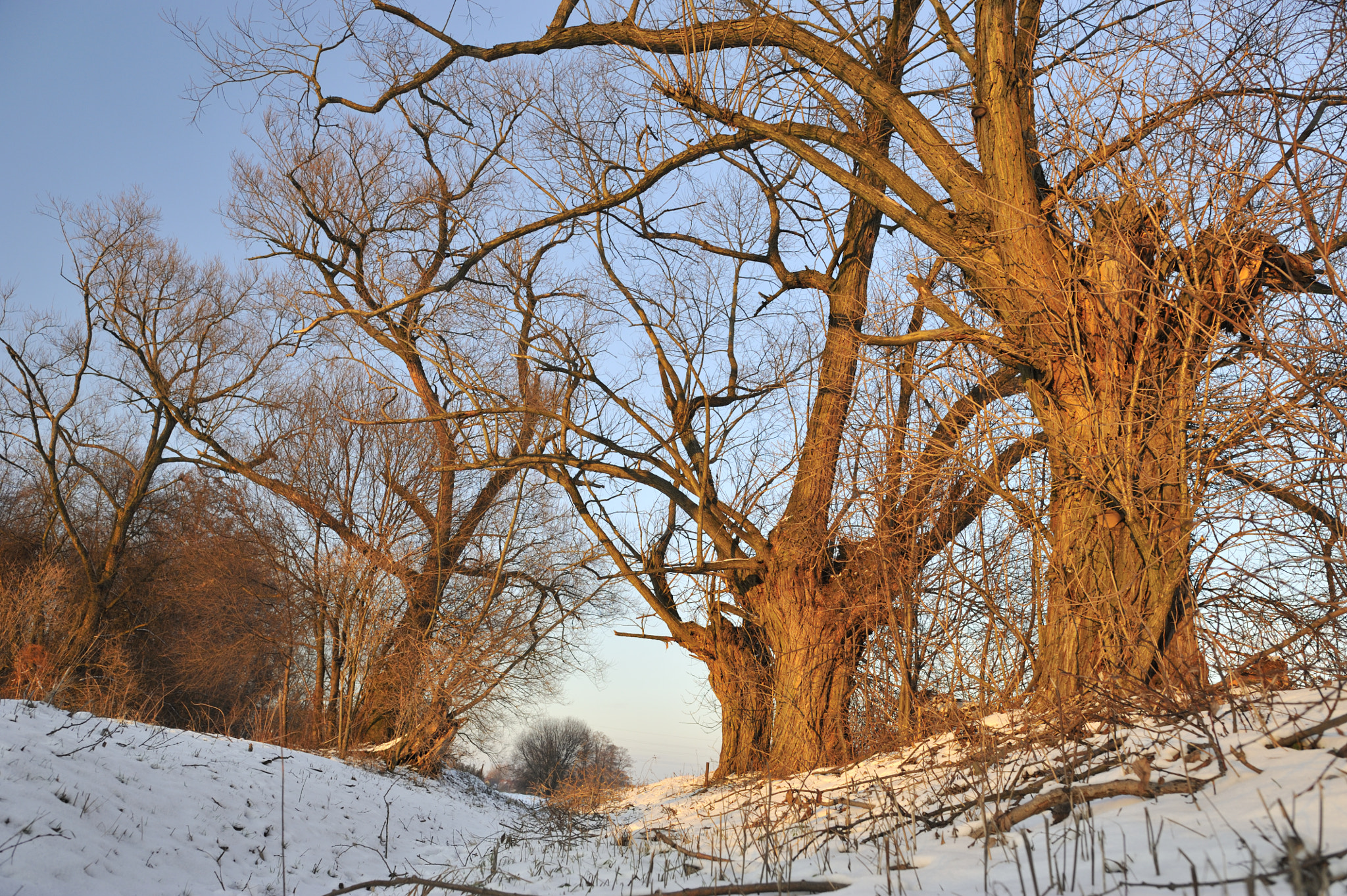 Nikon D700 + Nikon AF-S Nikkor 24mm F1.4G ED sample photo. Old willows photography