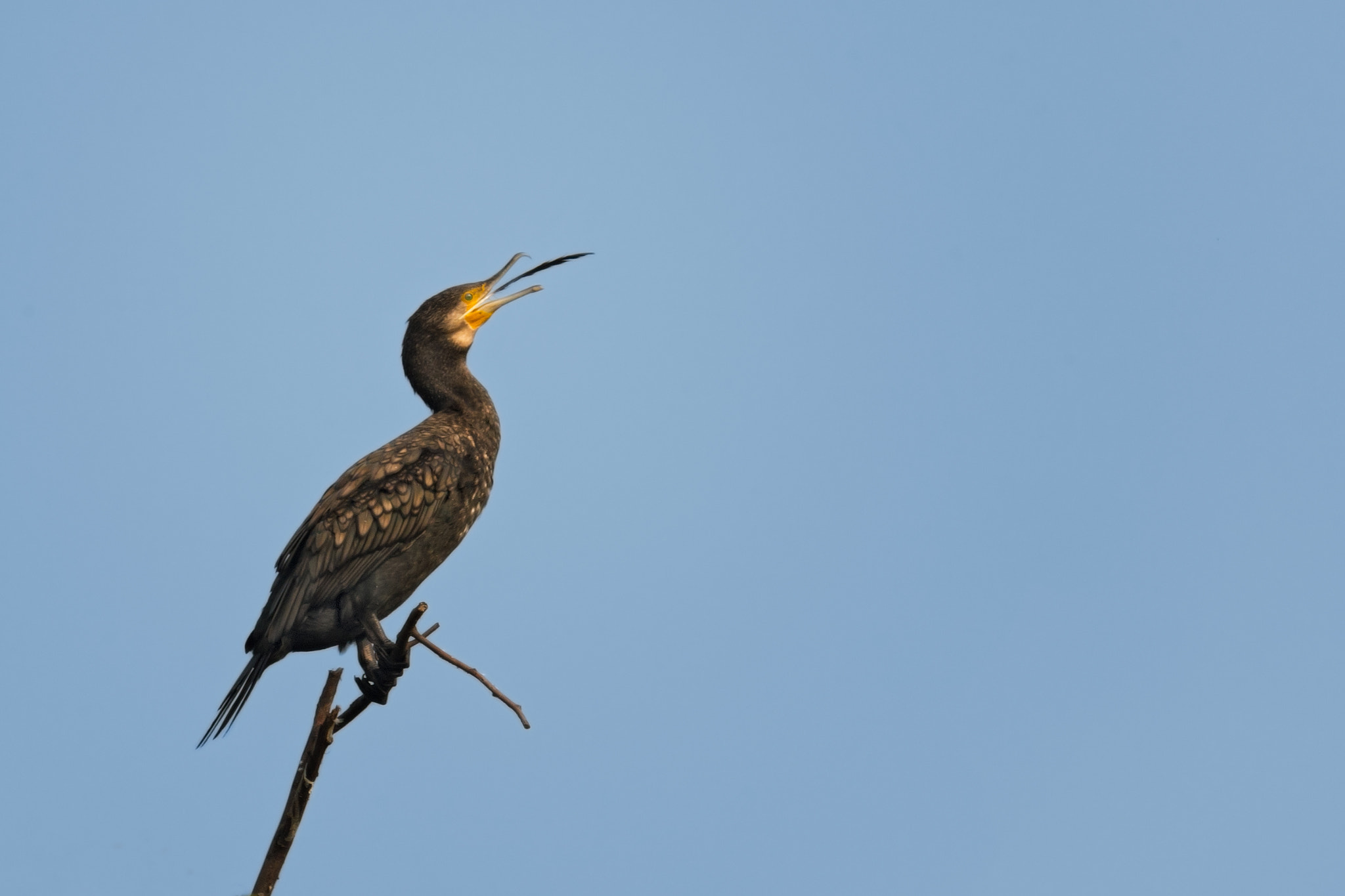 Nikon AF-S Nikkor 800mm F5.6E FL ED VR sample photo. Feather photography