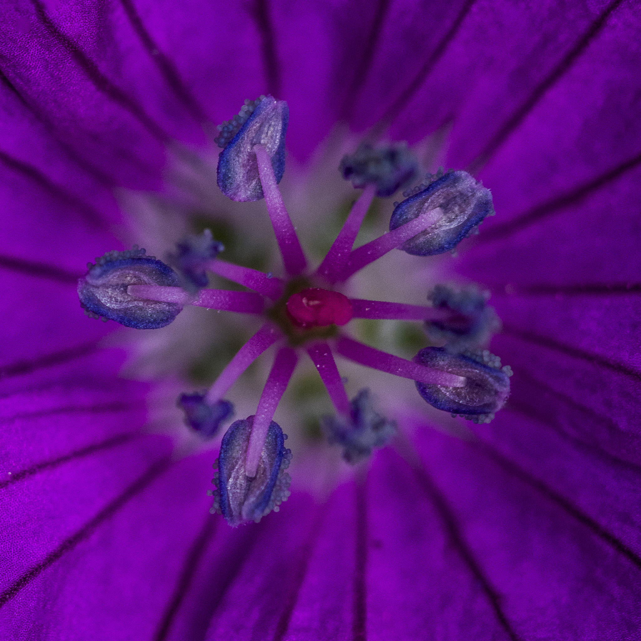 Nikon 1 V1 sample photo. Pollen photography
